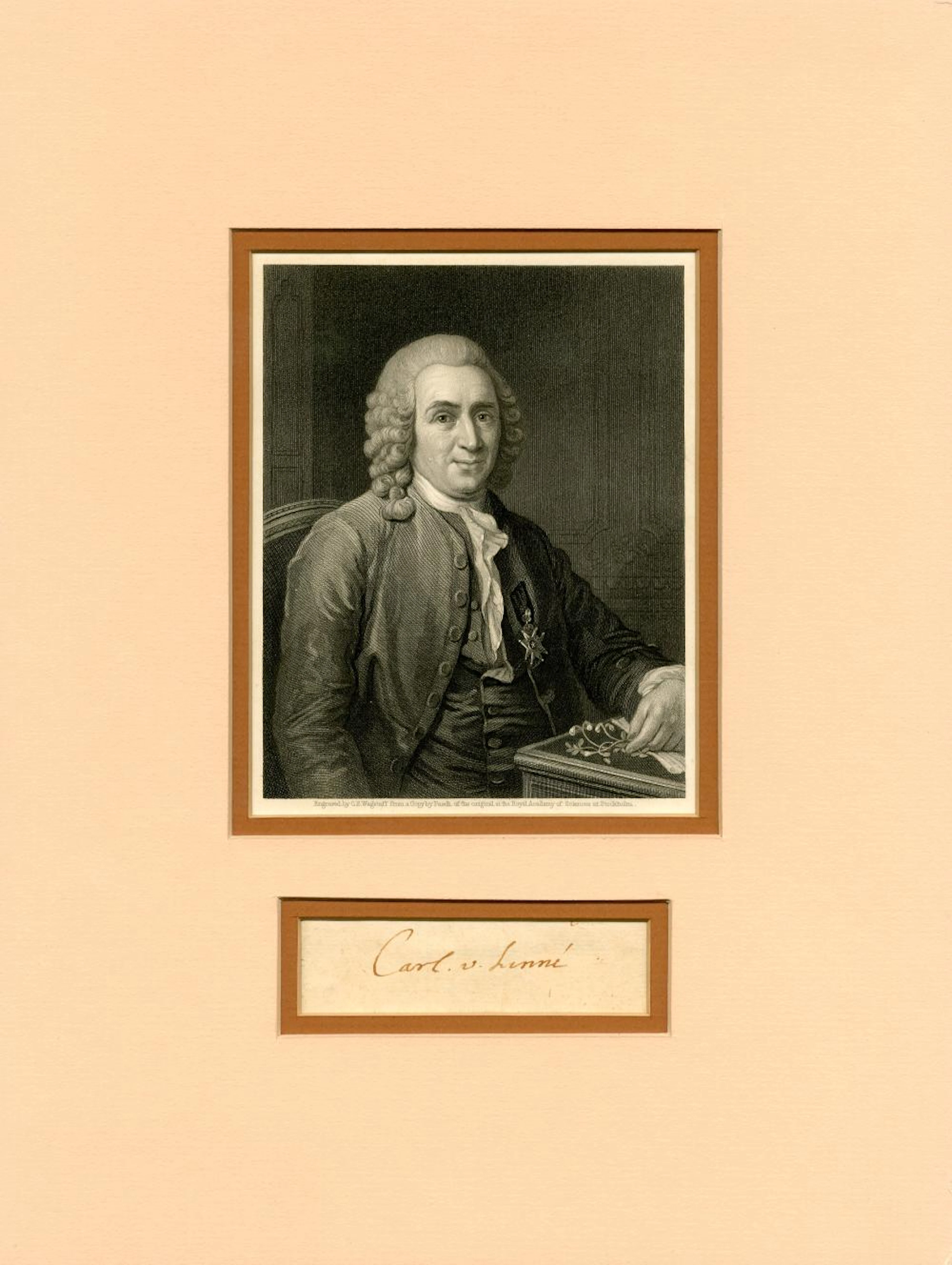 LINNAEUS CARL: (1707-1778)