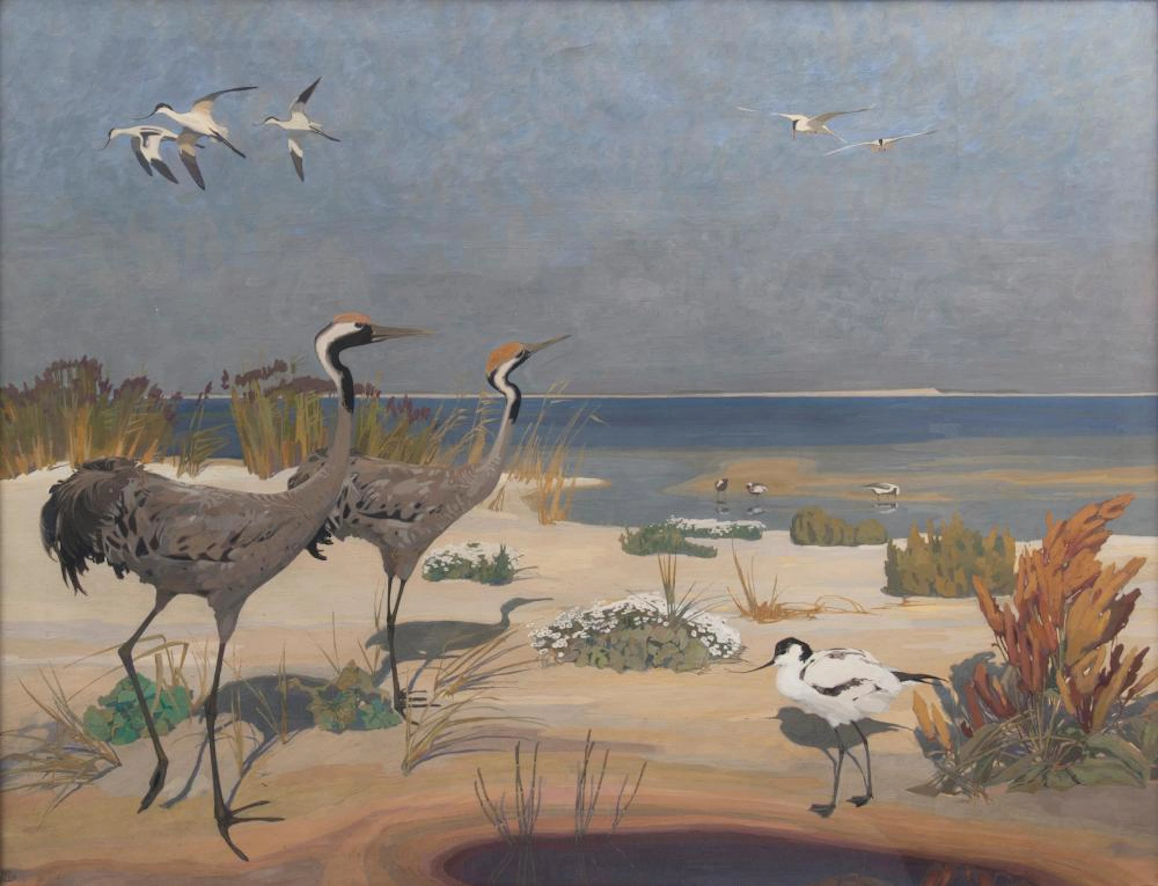 Friedrich Lissmann (Bremen 1880 - Ypern 1915). Tideland birds.