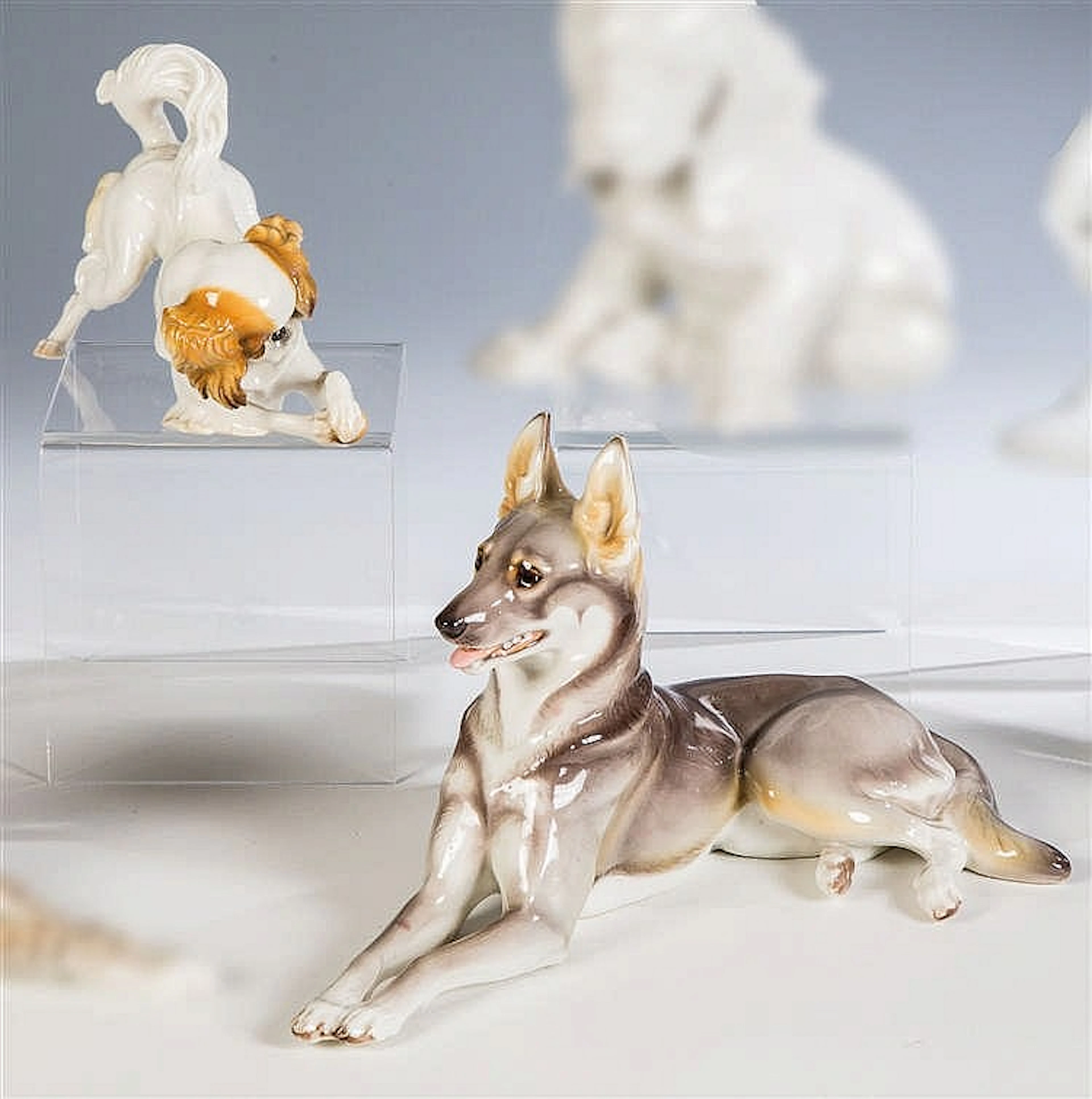 Junger Japan-Chin mit einem Ball spielend und liegender deutscher Schäferhund