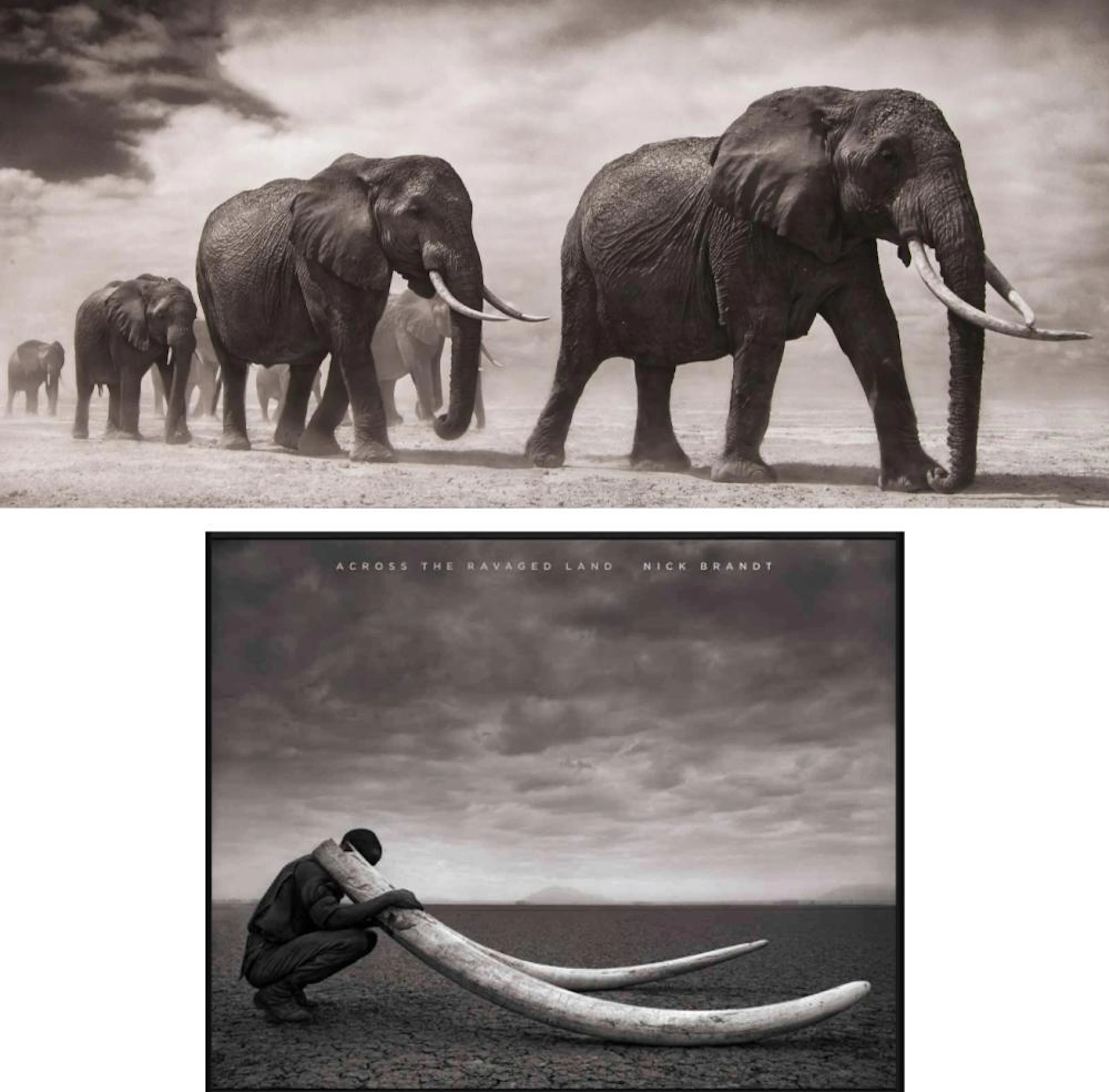 NICK BRANDT (American