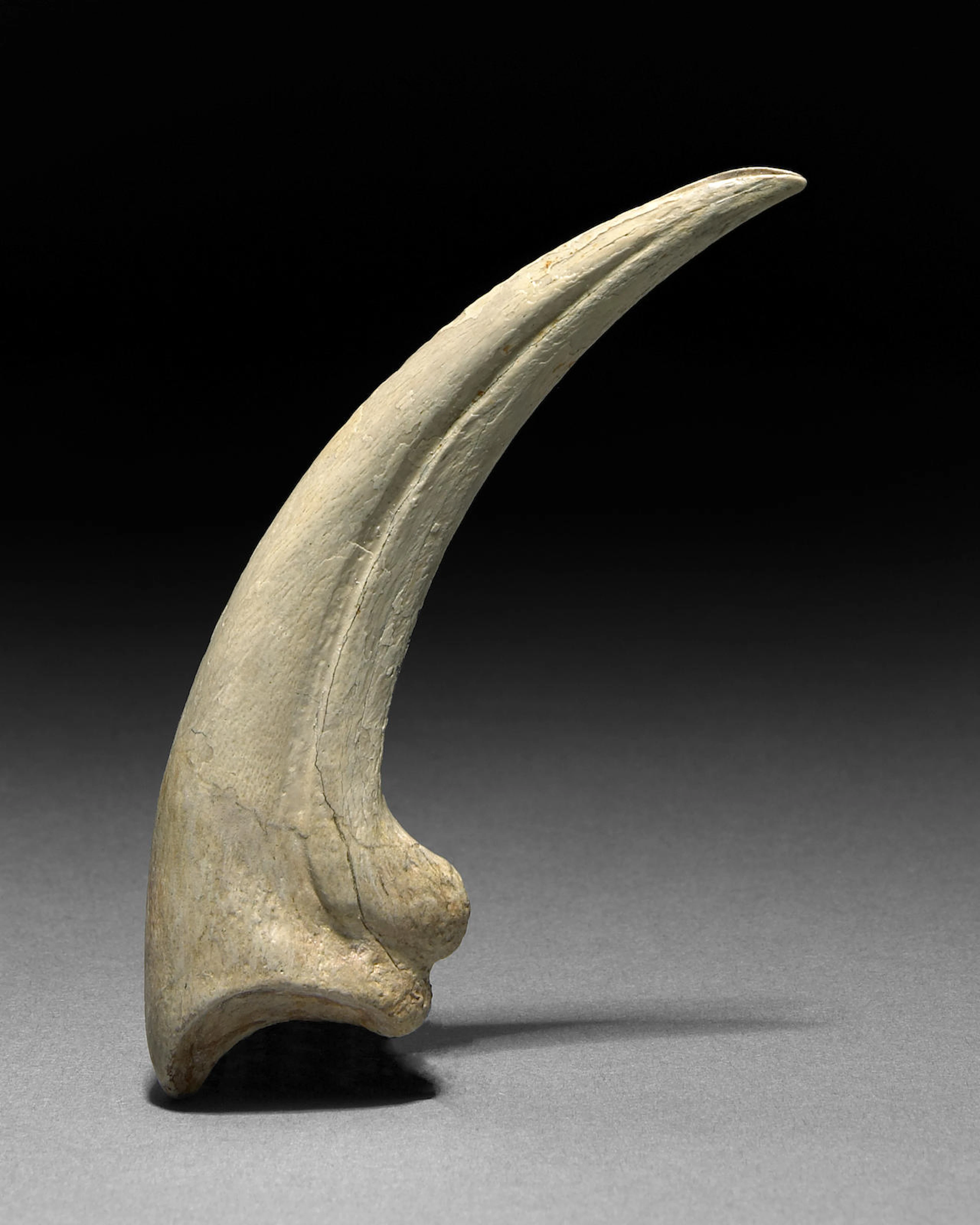 Fine Raptor Claw