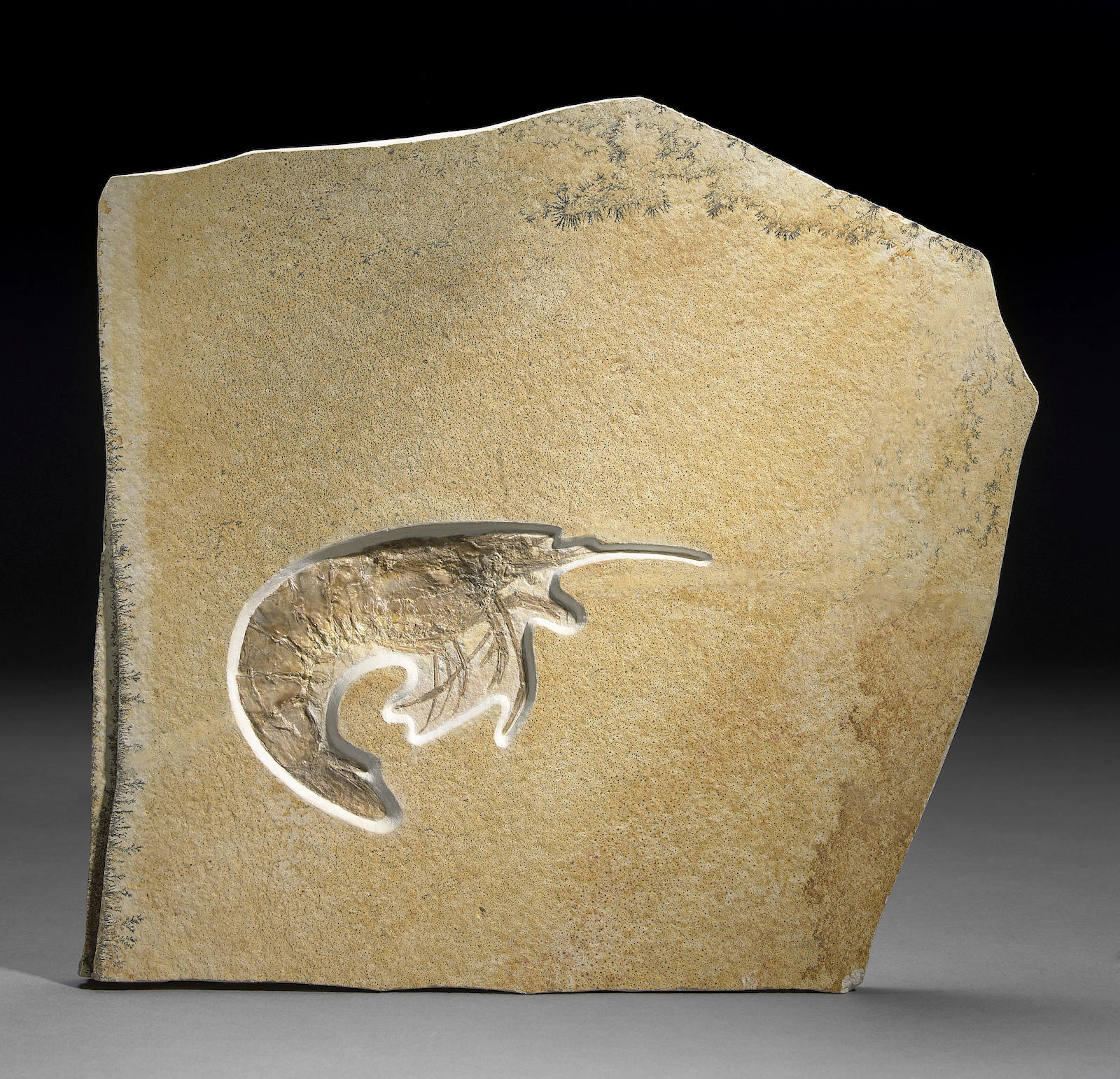 Fossil Whip Tail Shrimp