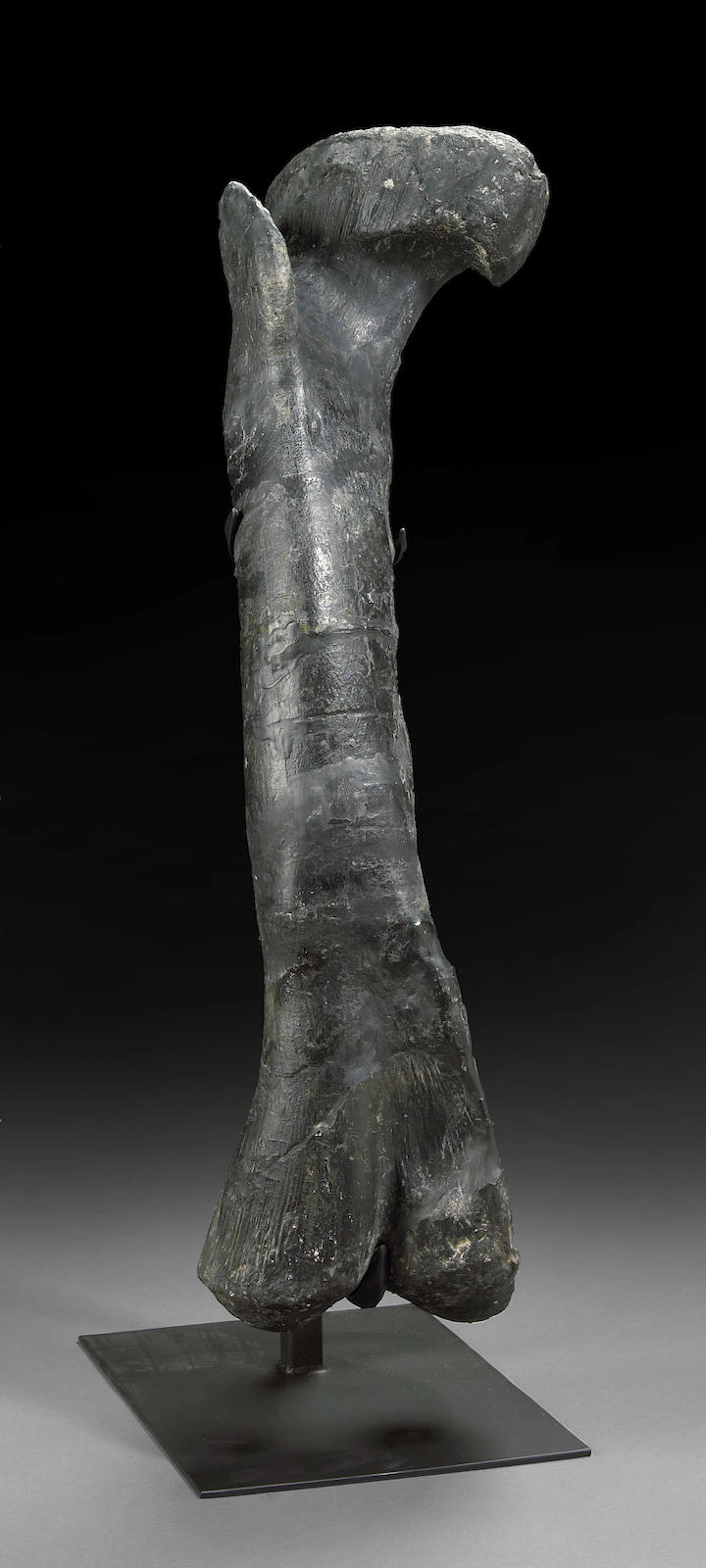 Allosaurus Femur