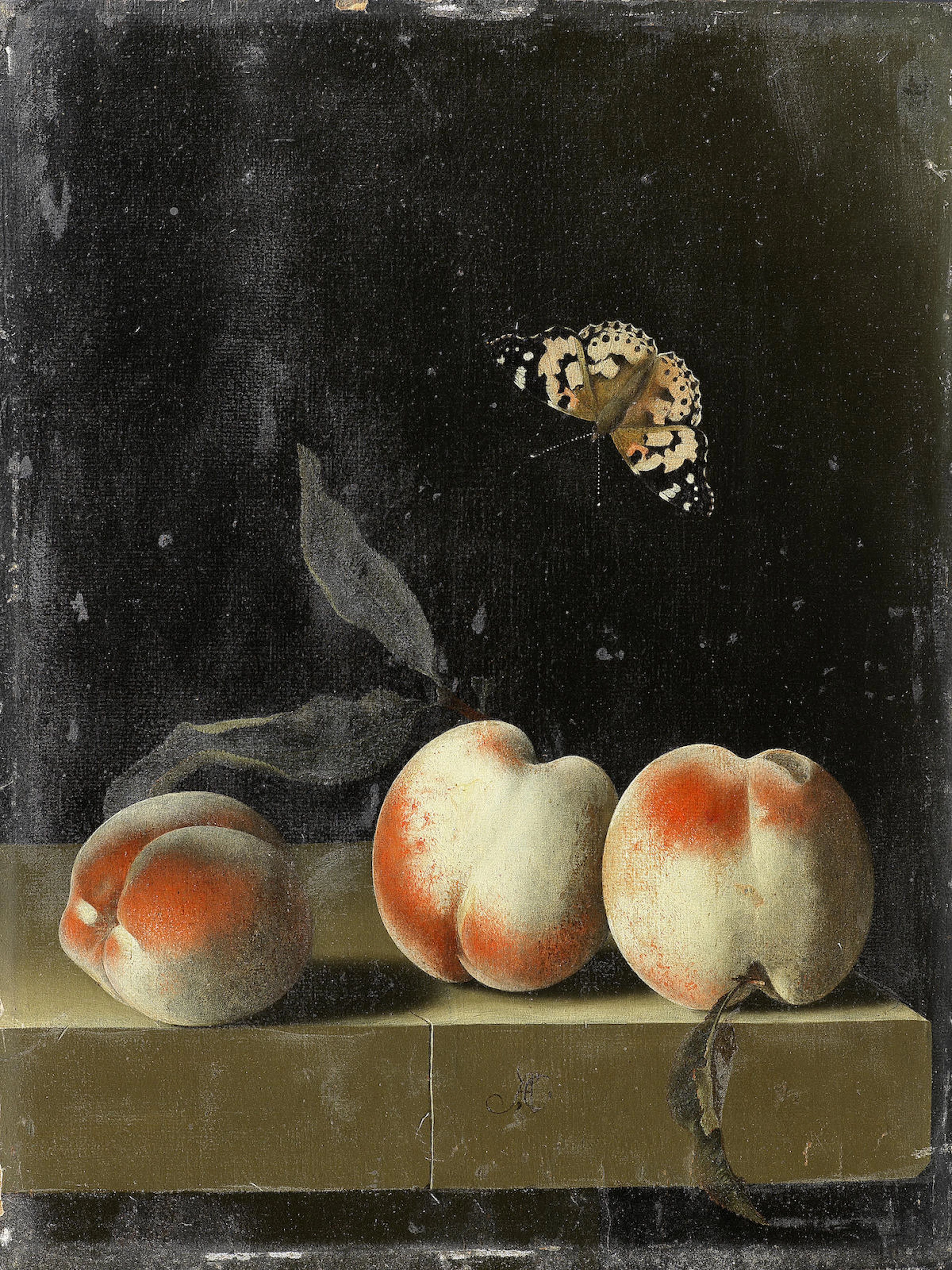 Three peaches on a stone ledge with a Red Admiral butterfly