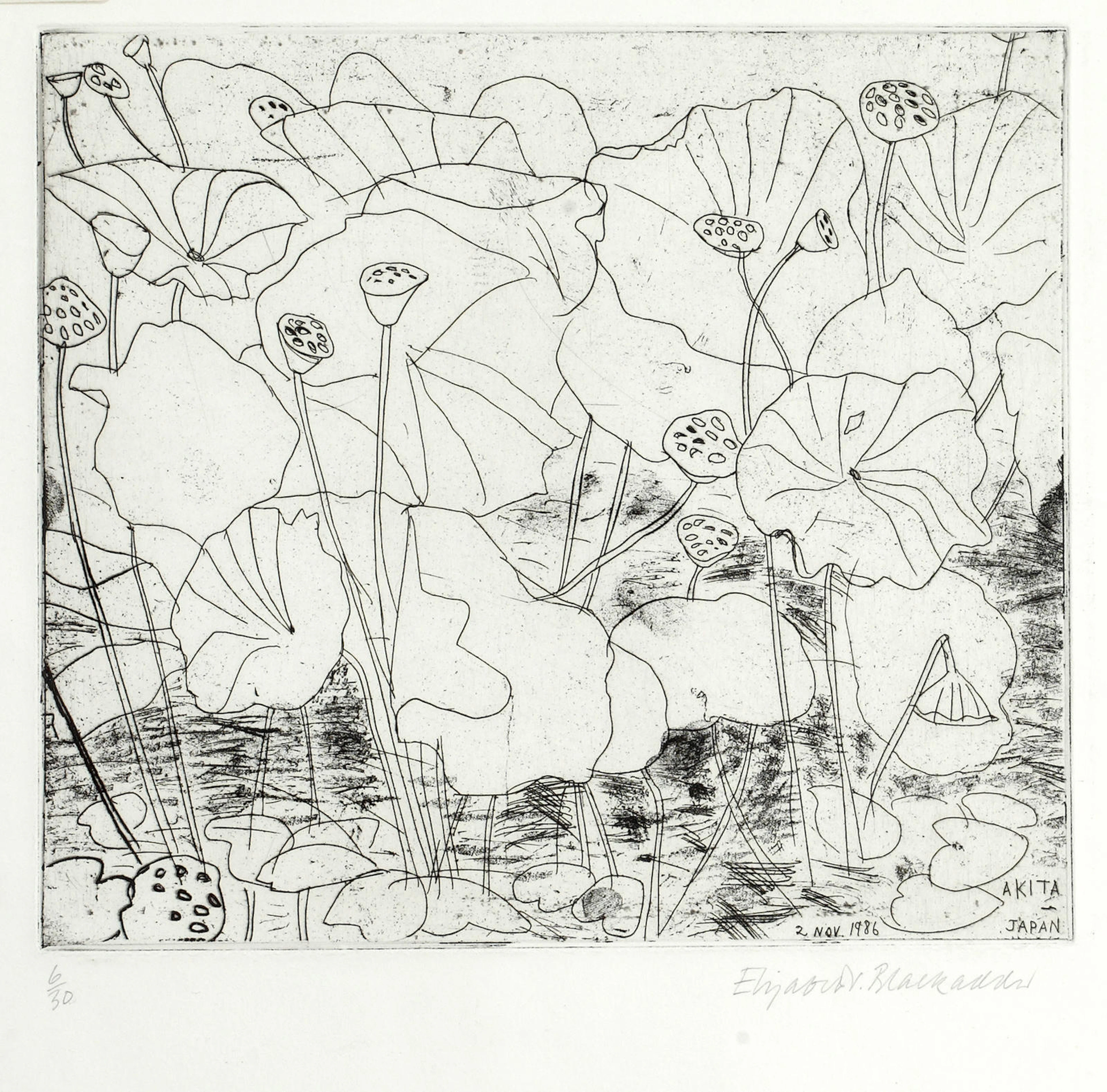 Dame Elizabeth Blackadder, OBE RA RSA RSW RGI DLitt (British, born 1931) Lotus etching, signed in pencil and numbered 6/30, 22 x 24.5cm; together with a quantity of various 20th century prints, to two