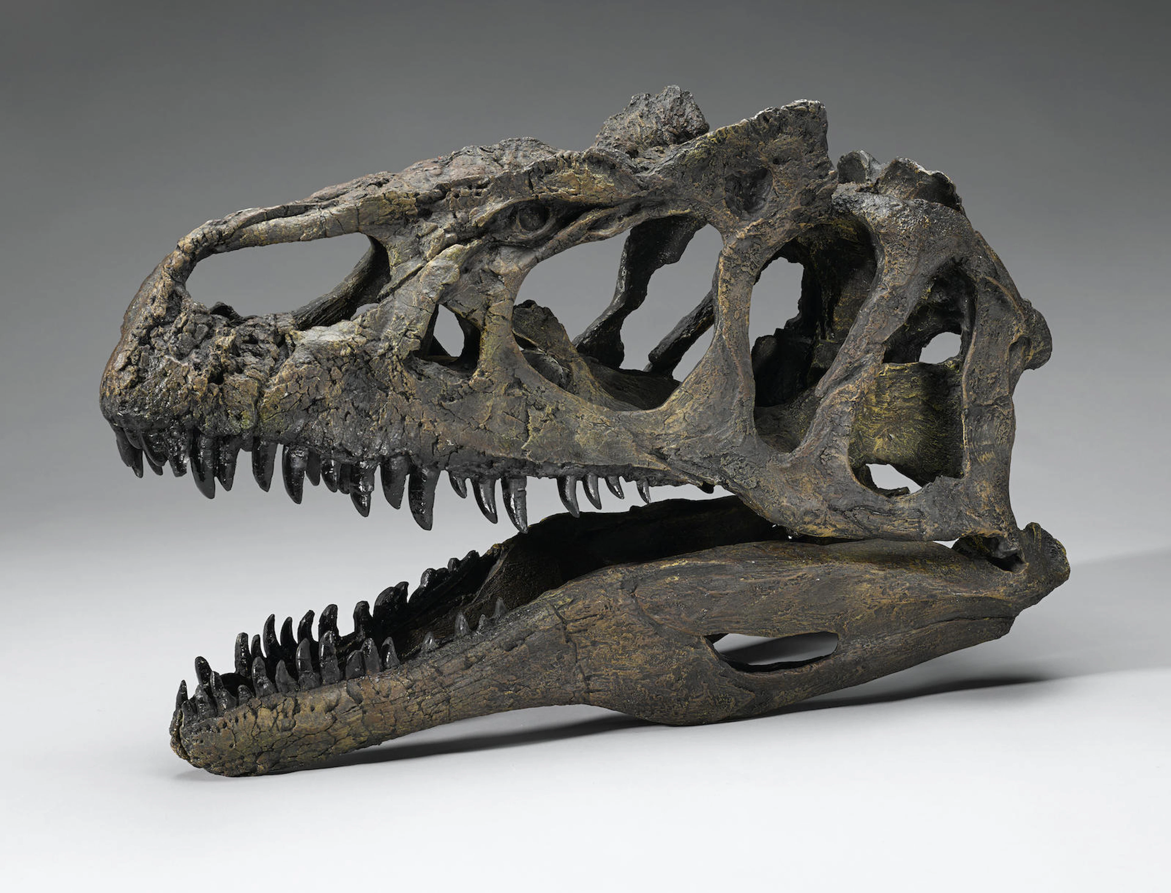 Allosaurus Skull - Research Quality Cast Replica