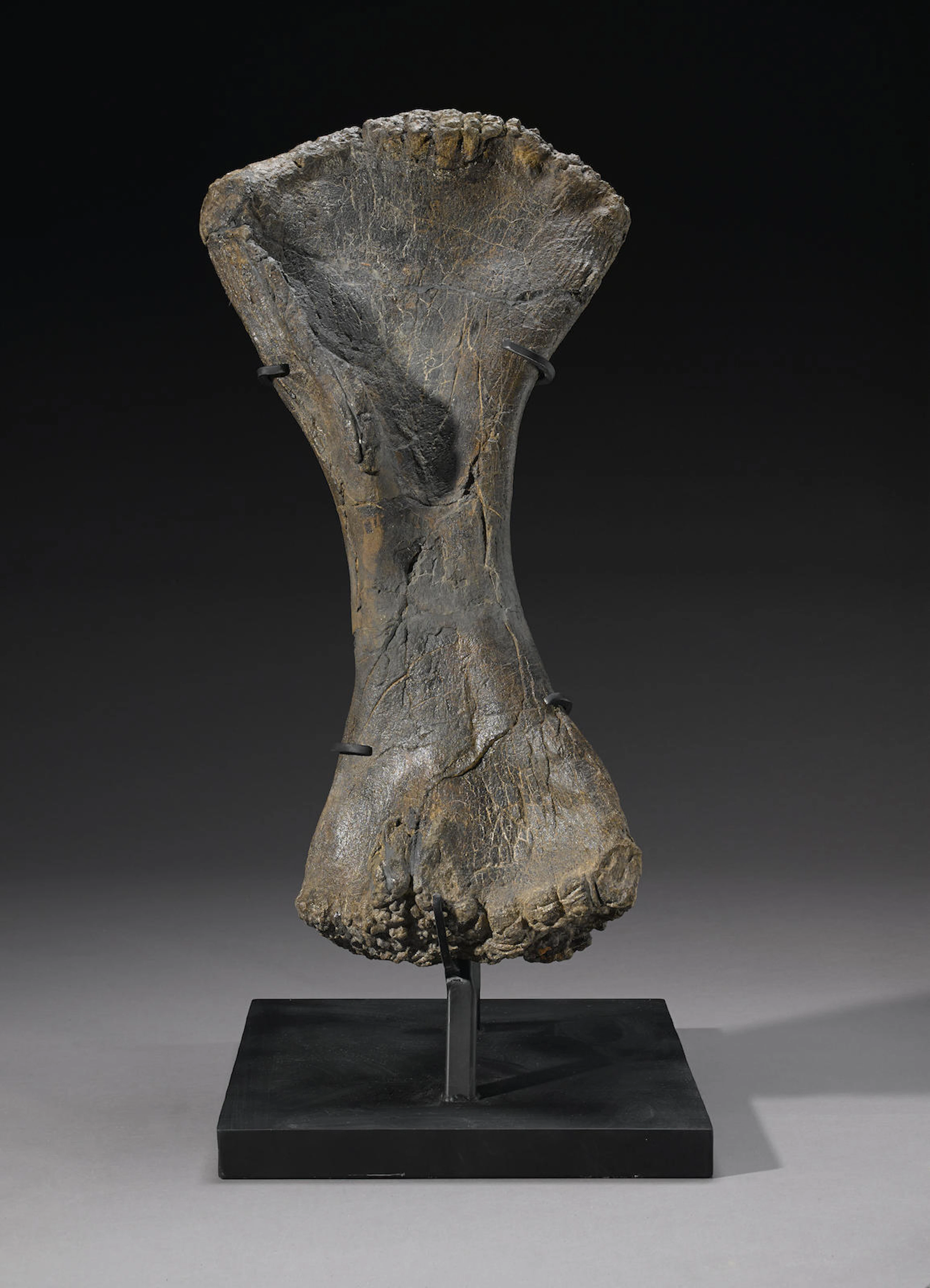 Massive Dinosaur Humerus