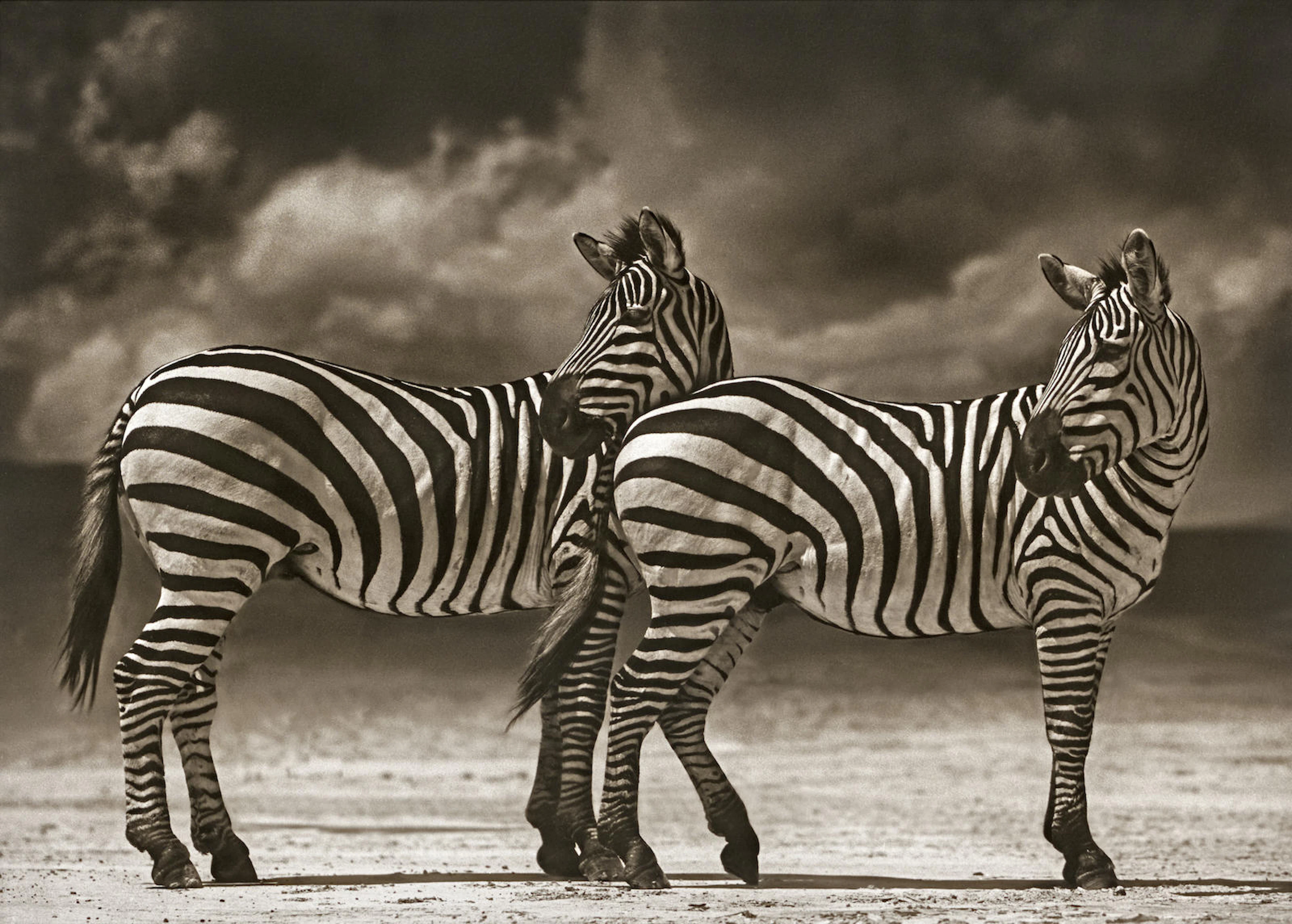 Nick Brandt (born 1966) Two Zebras Turning Heads, Ngorognoro Crater