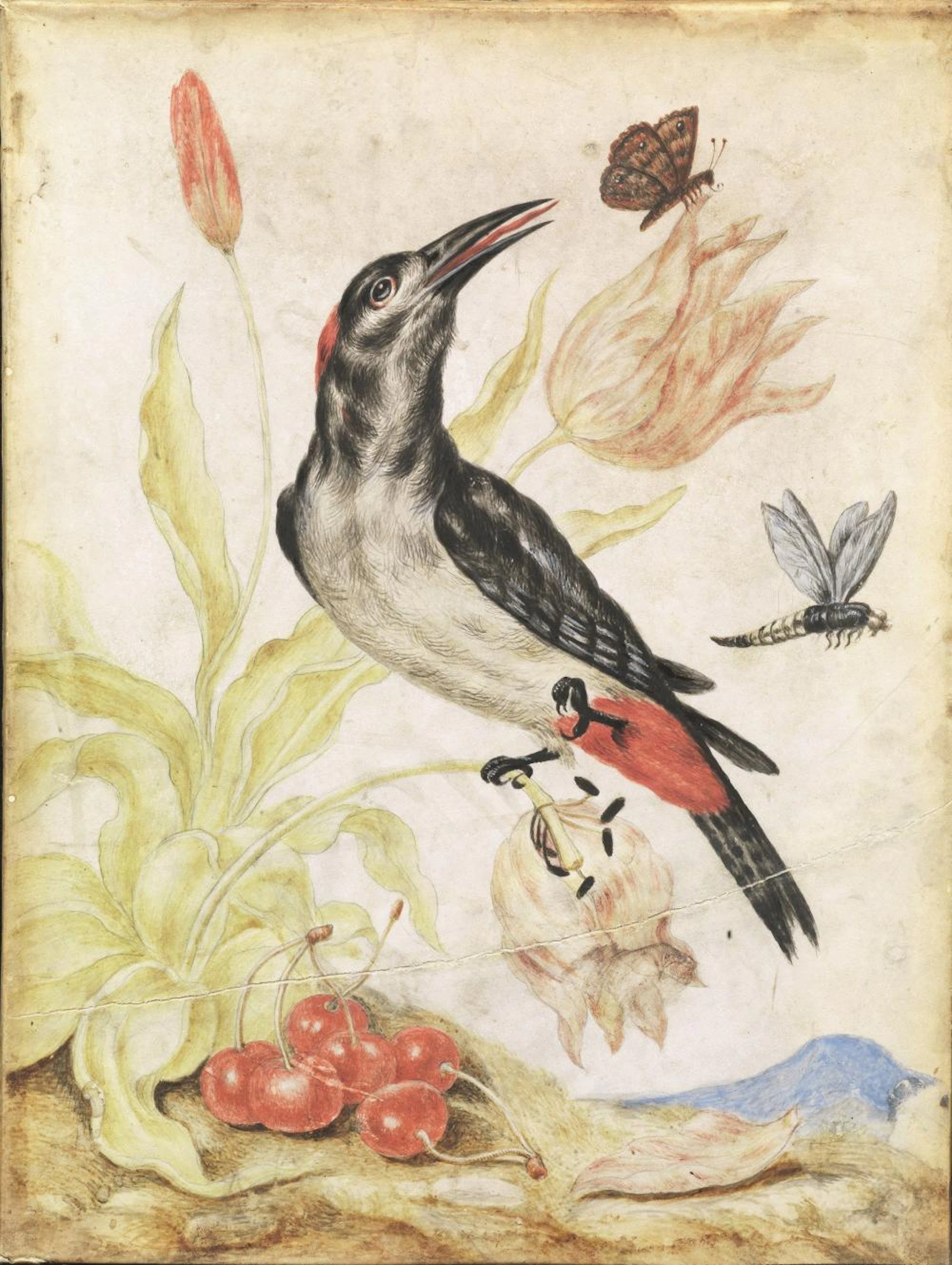 Scuola toscana, prima metà sec. XVIII VOLATILI CON FRUTTA E FIORI