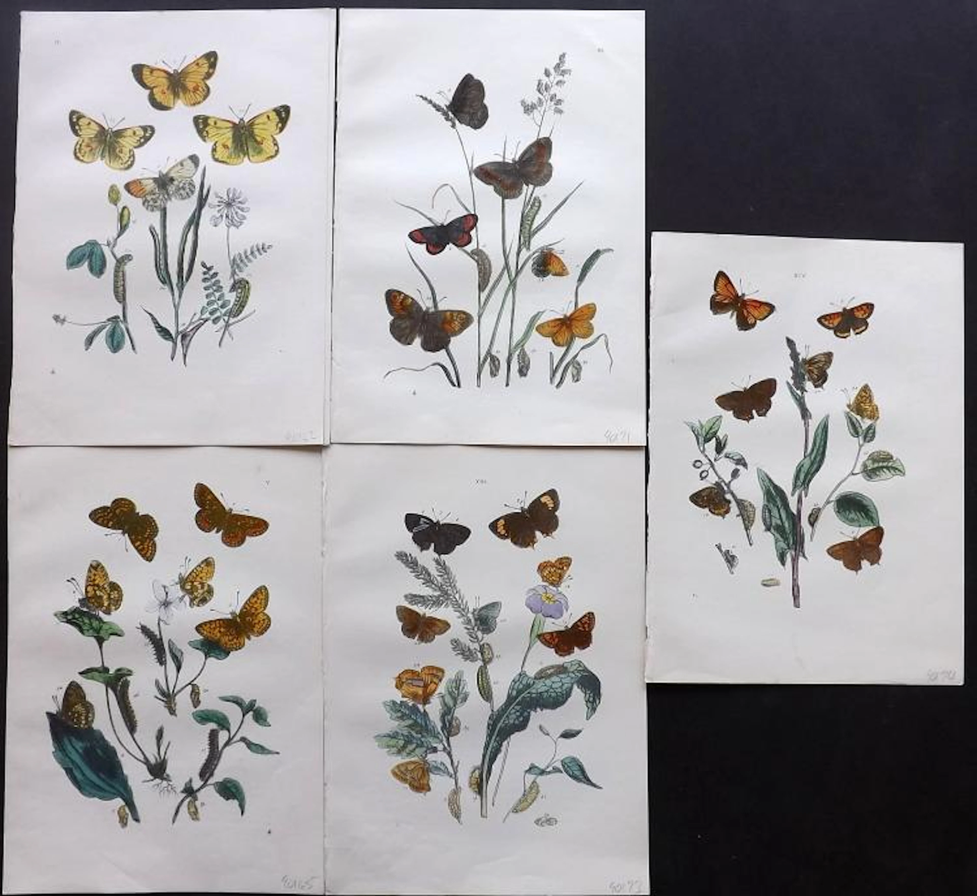 Westwood, John & Humphreys, Henry Noel 1887 Group of 4 Hand Coloured Moth Prints