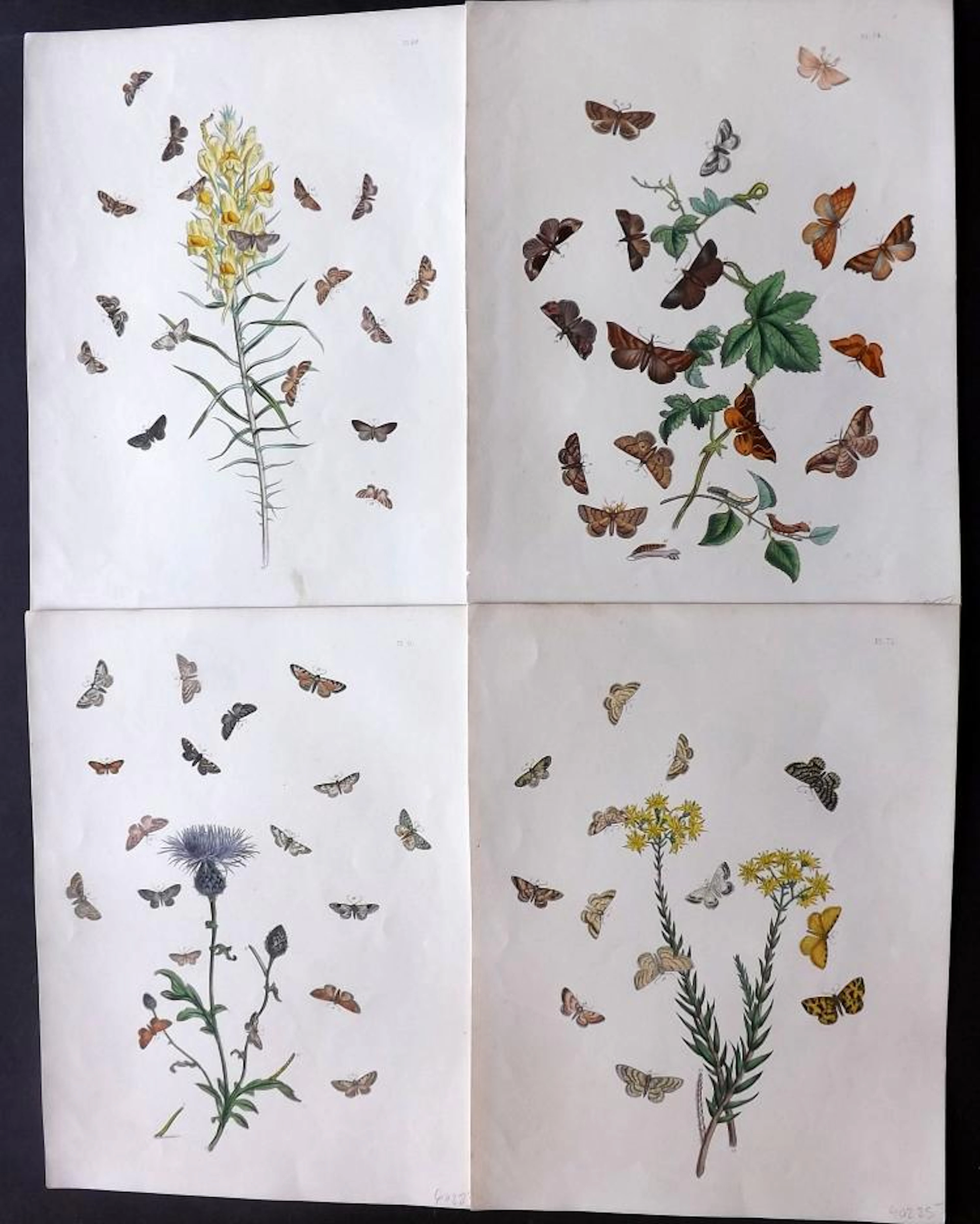 Westwood, John & Humphreys, Henry Noel 1887 Group of 4 Hand Coloured Moth Prints