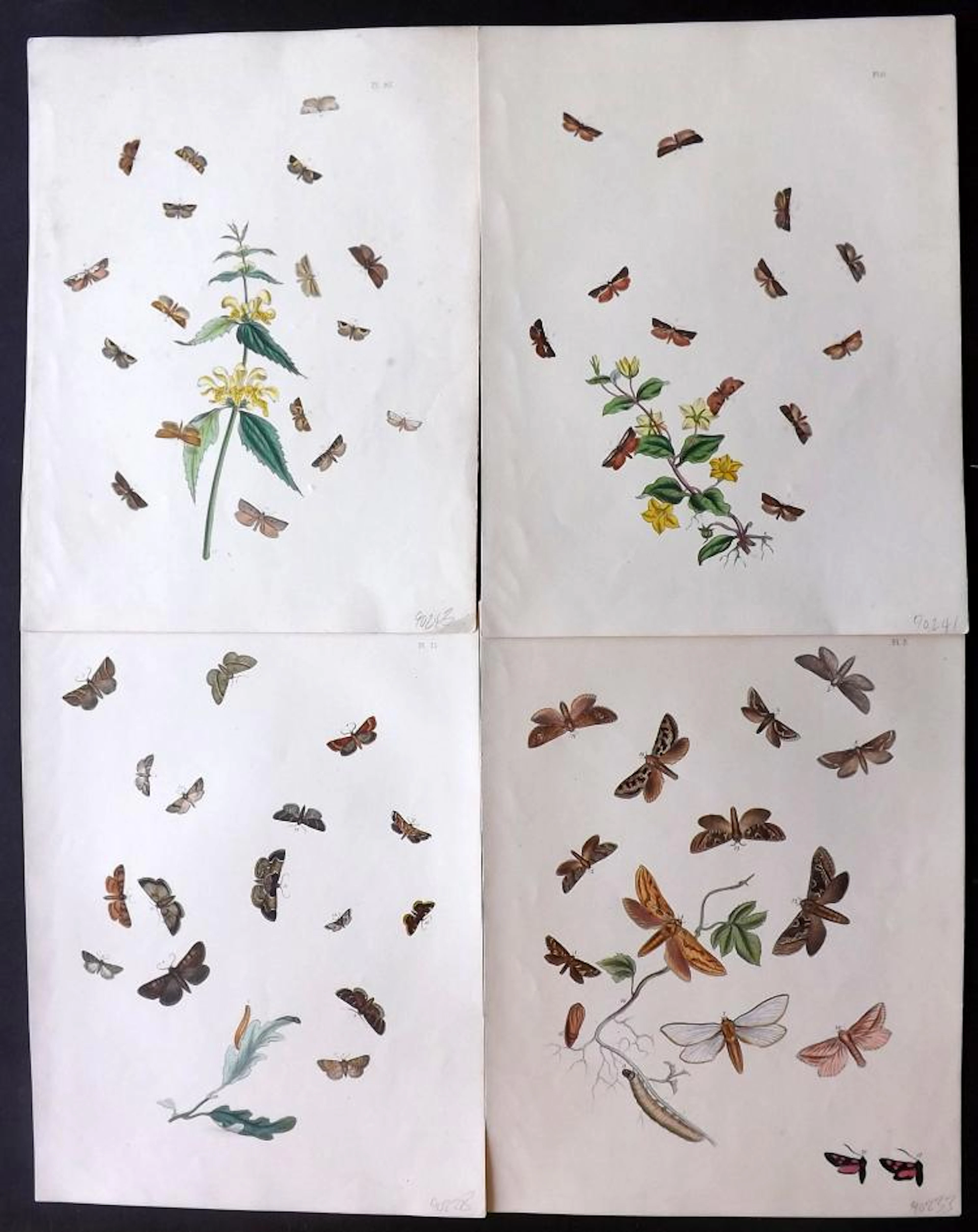 Westwood, John Obadiah 1887 Group of 6 Hand Coloured Butterfly Prints