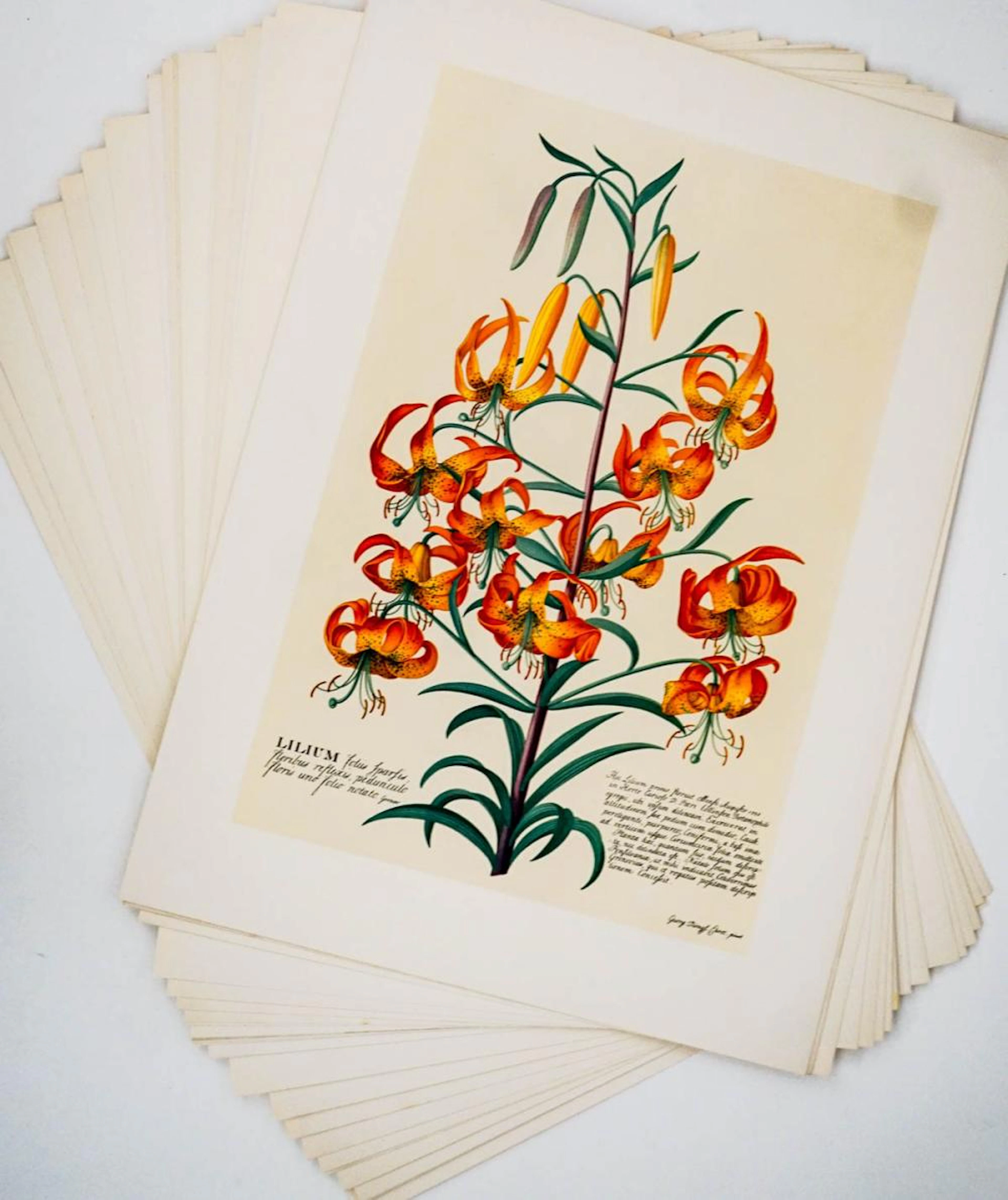 Floral Prints (23) Color Reproductions