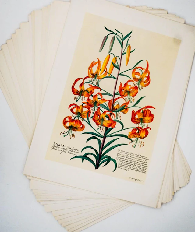 Floral Prints (23) Color Reproductions