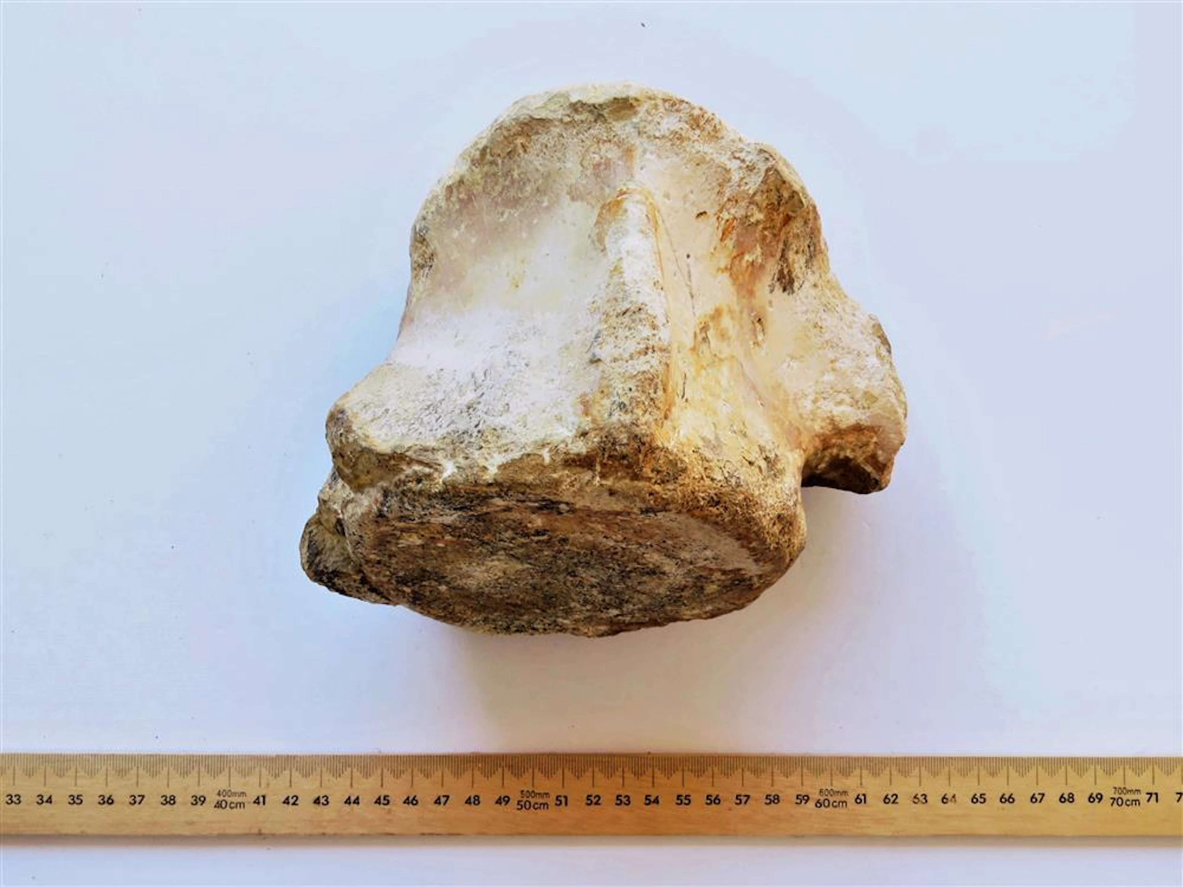 Dinosaur Vertebra (Allosaurus).