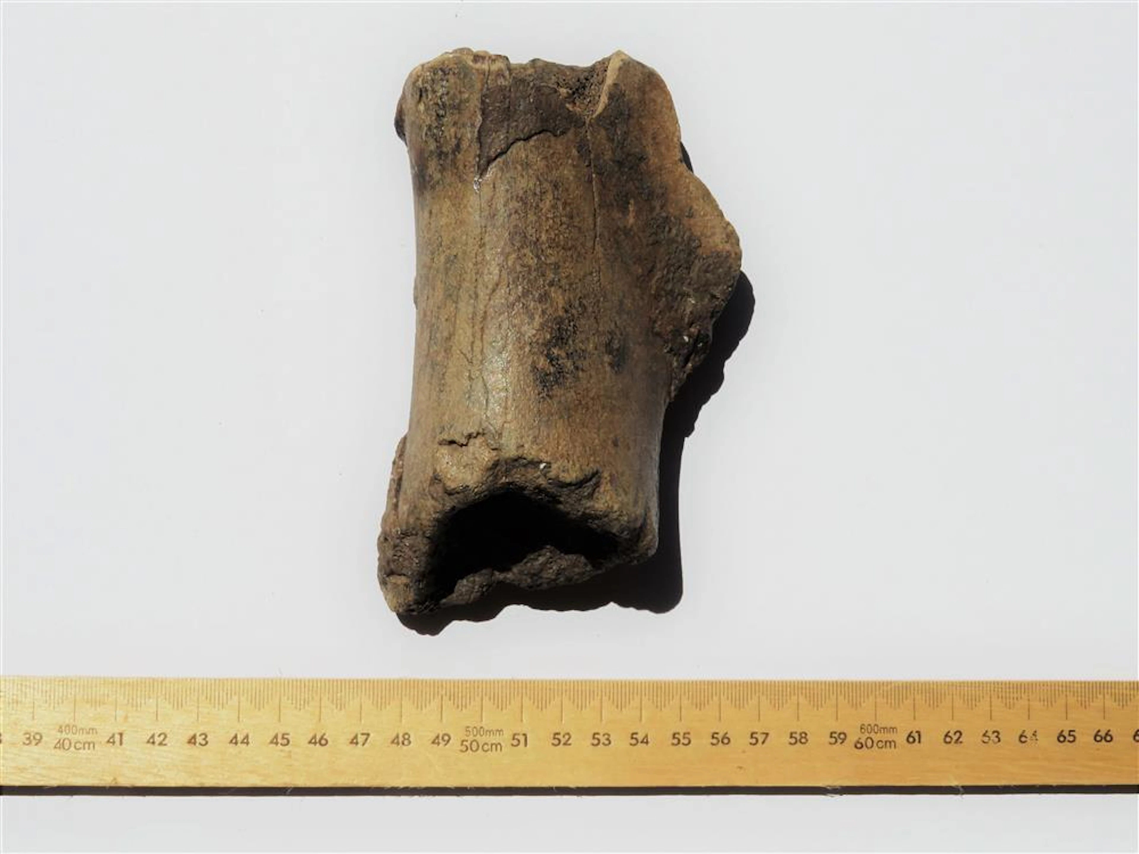 Dinosaur (Allosaurus) Bone