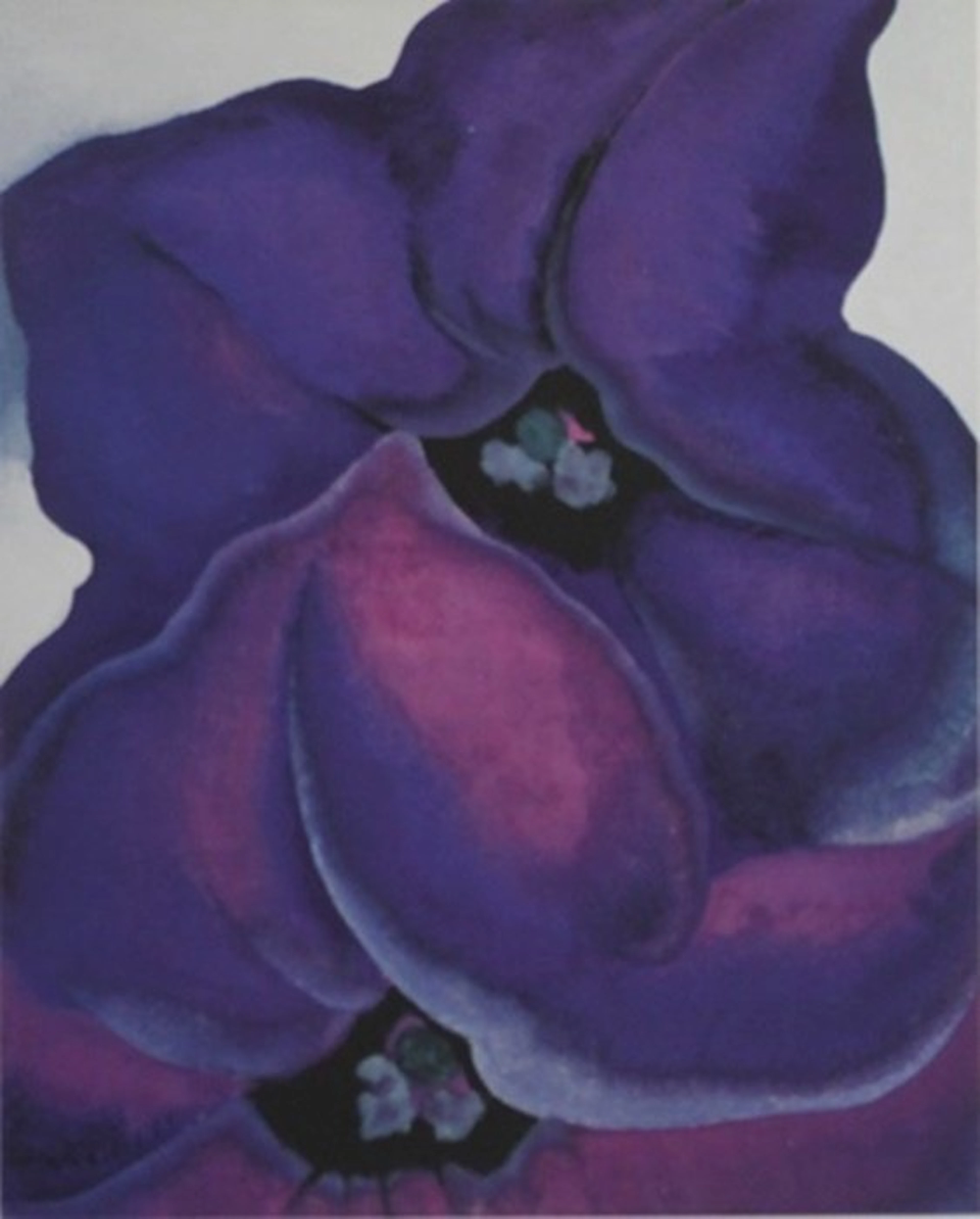 Print "Purple Petunias" Georgia O'Keeffe (195A)