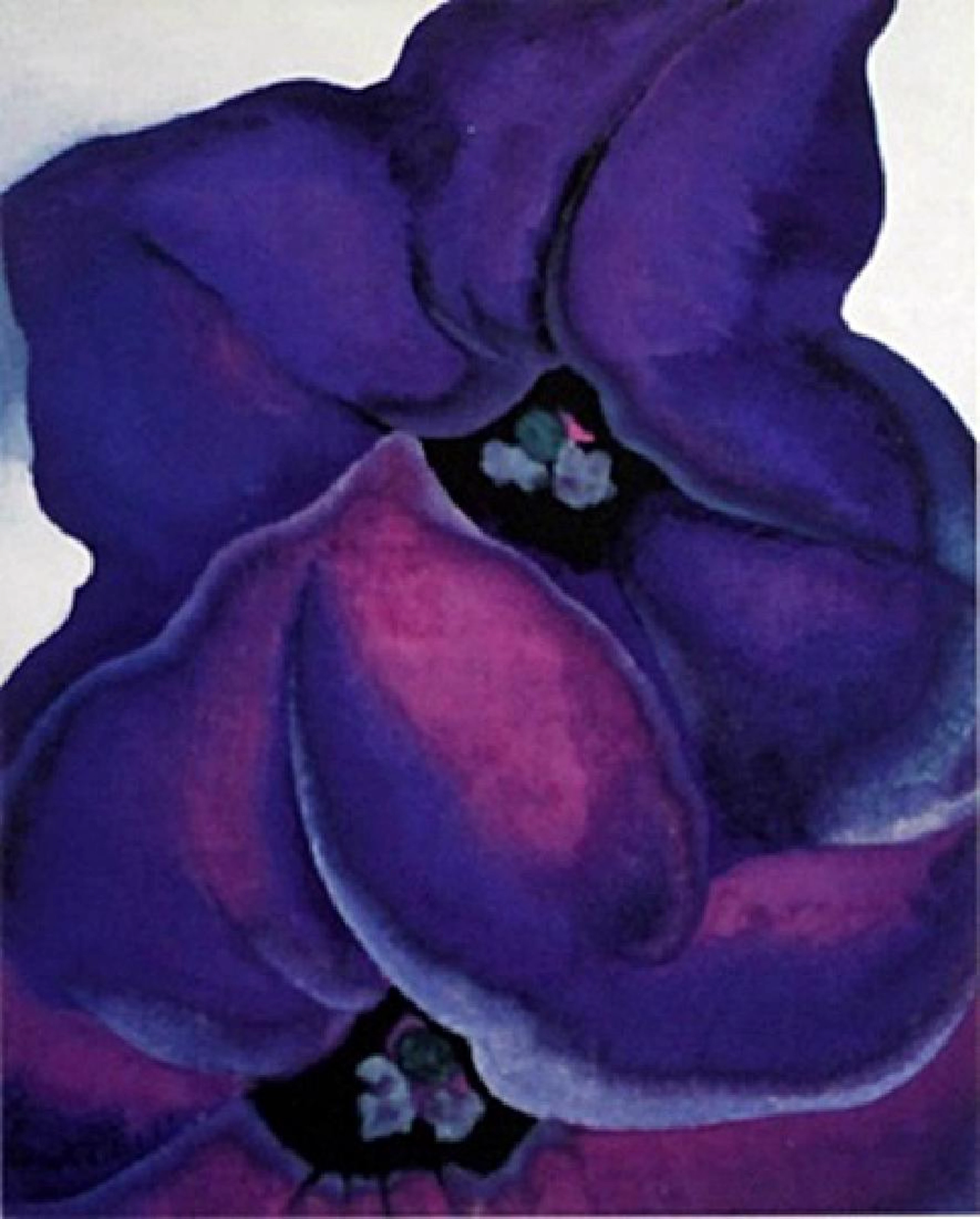 Print "Purple Petunias" Georgia O'Keeffe (195A)