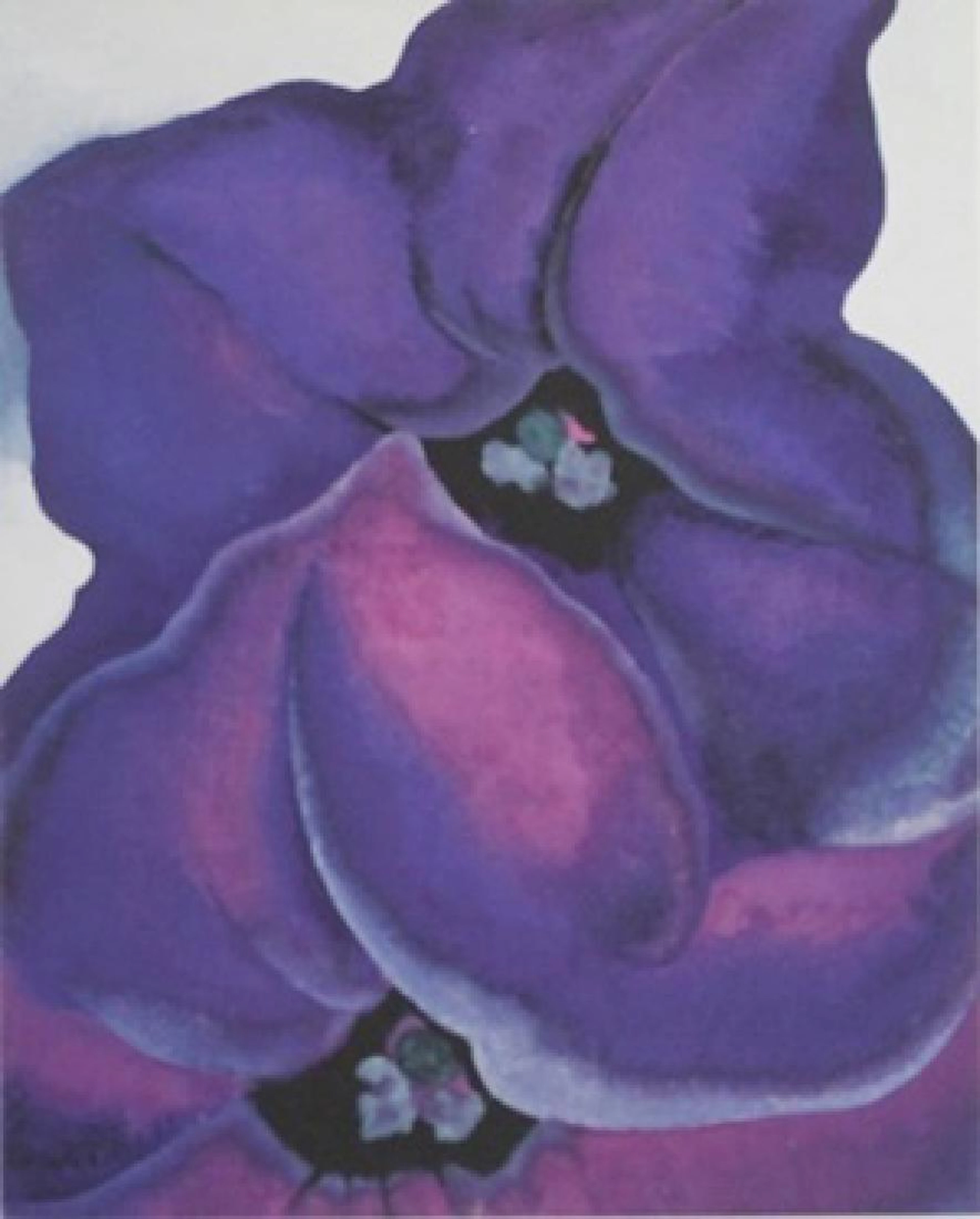 Print "Purple Petunias" Georgia O'Keeffe (195A)