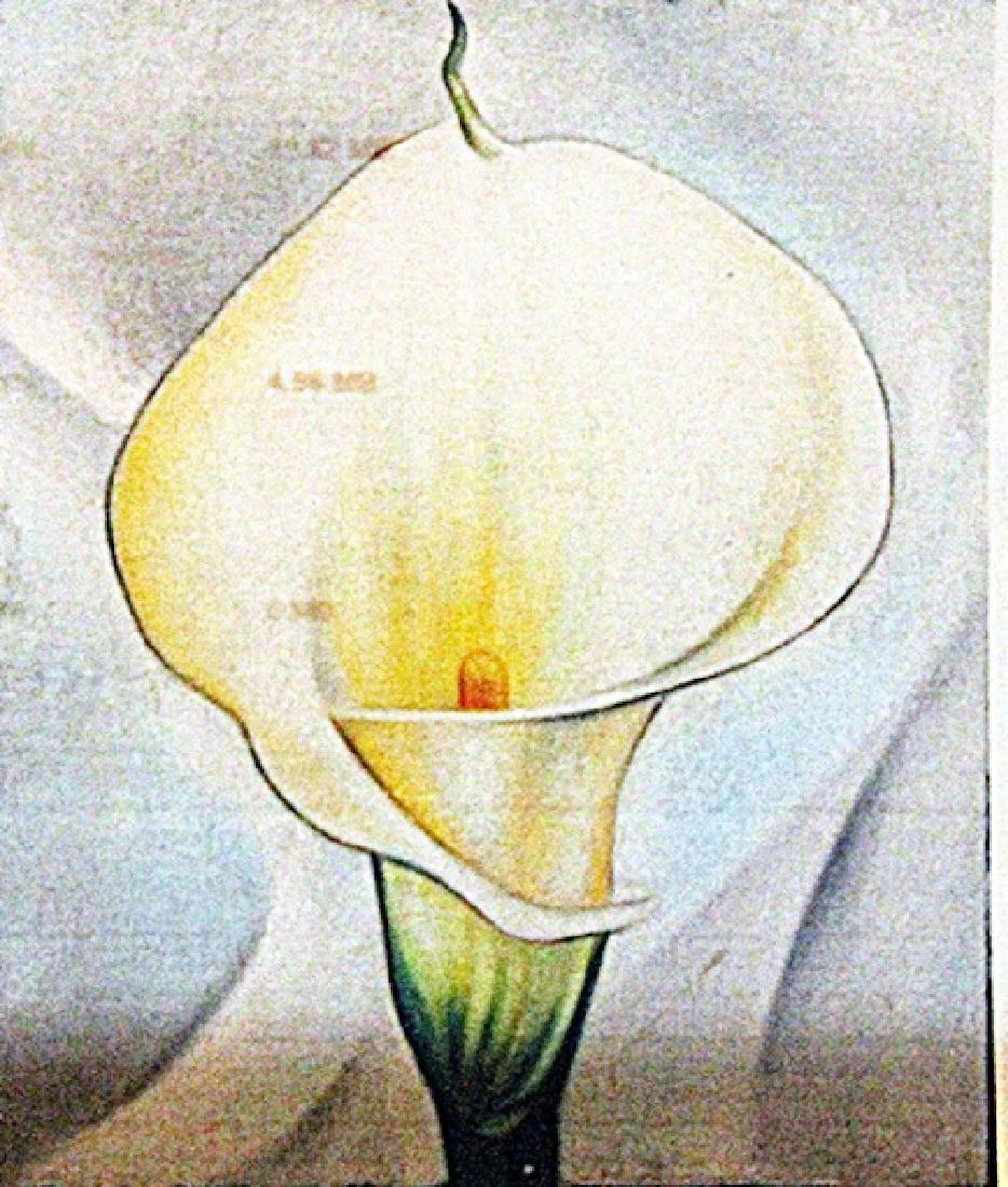 Georgia Okeeffe - Calla Lilies