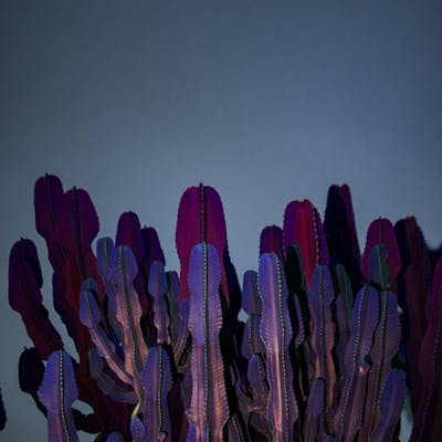 ILLUMINATED DENDROLOGY - PURPLE FRACTALS | Barnebys