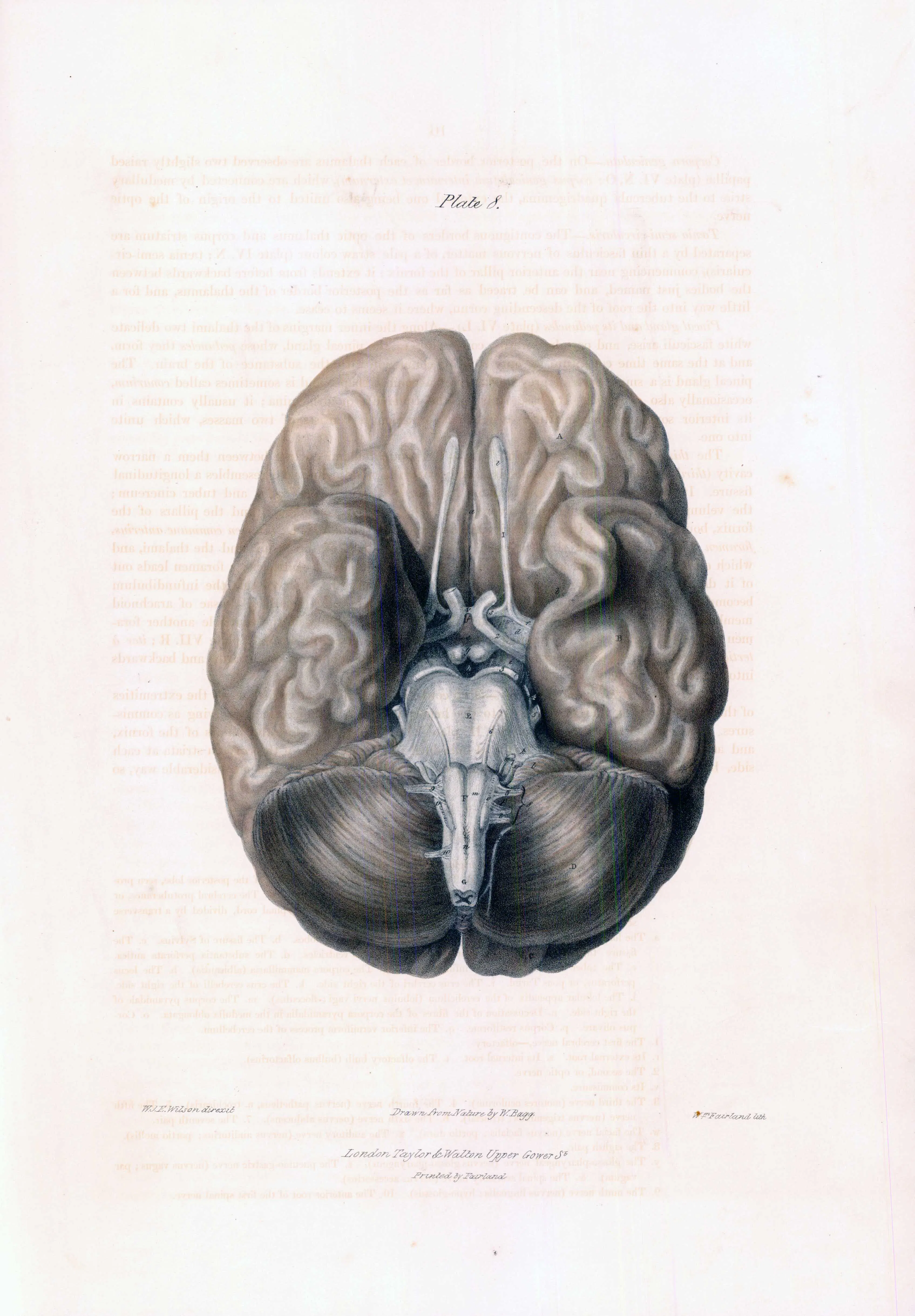 1837 Fine Antique Colour Engraving ANATOMY BRAIN CEREBRAL NERVES (QA3-8 ...