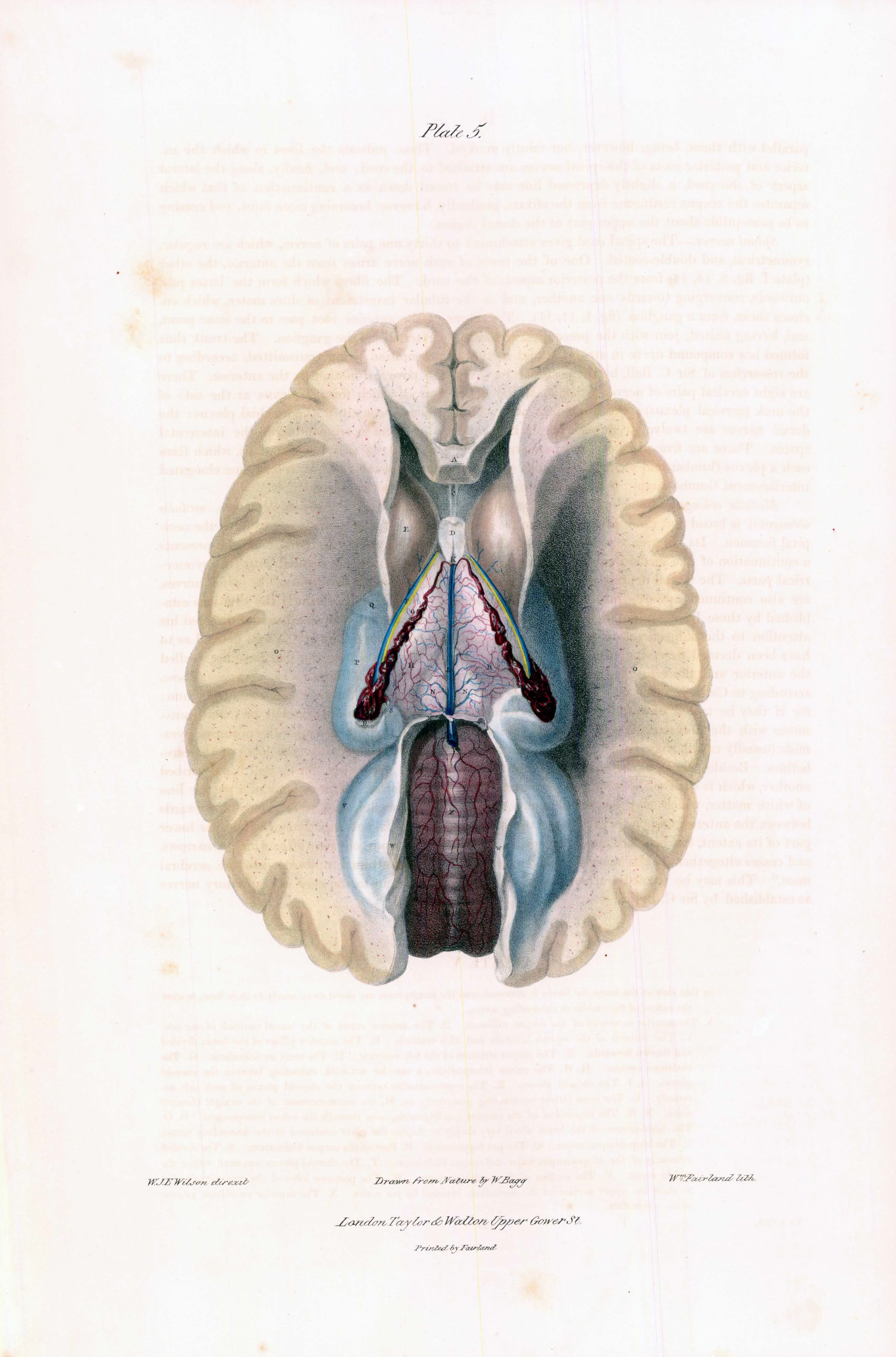 1837 Fine Antique Colour Engraving ANATOMY BRAIN SPINAL CORD (QA3-5 ...