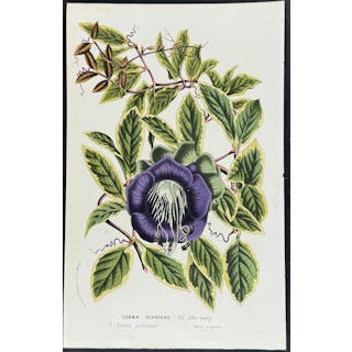 Cup-and-Saucer Vine Louis Van Houtte & Charles Lemaire...