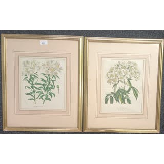 A pair of antique prints ''Alstromeria Pelegrina'' and ''Ros...