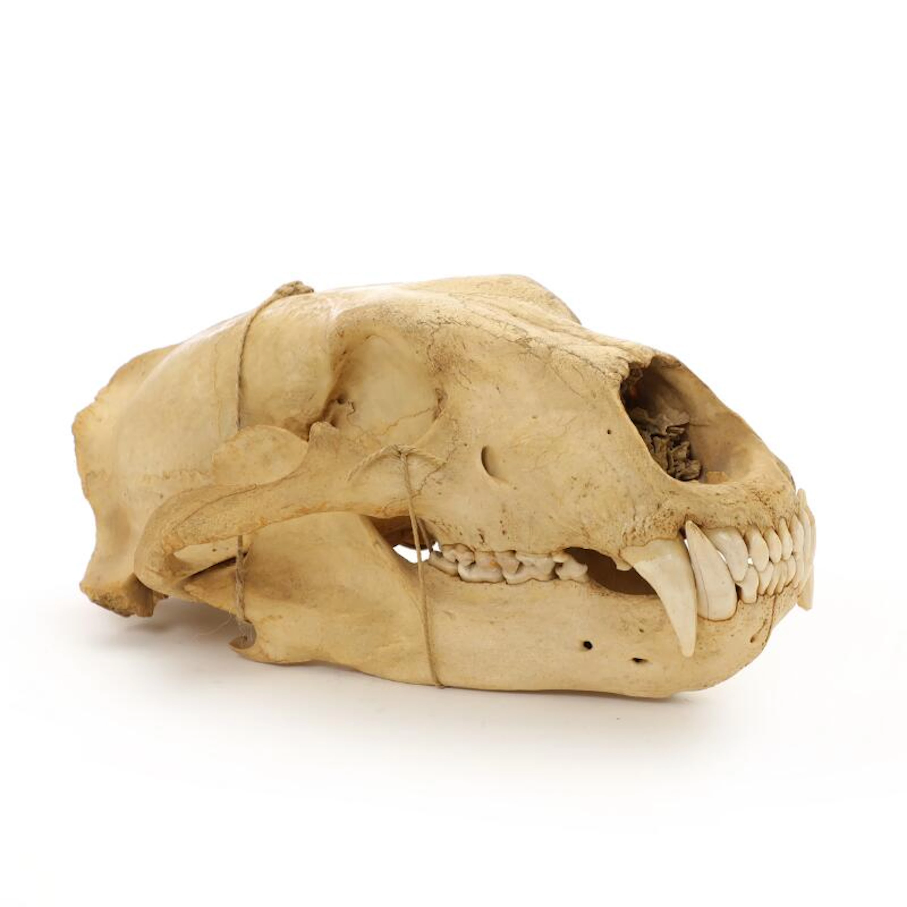 A skull from a polar bear