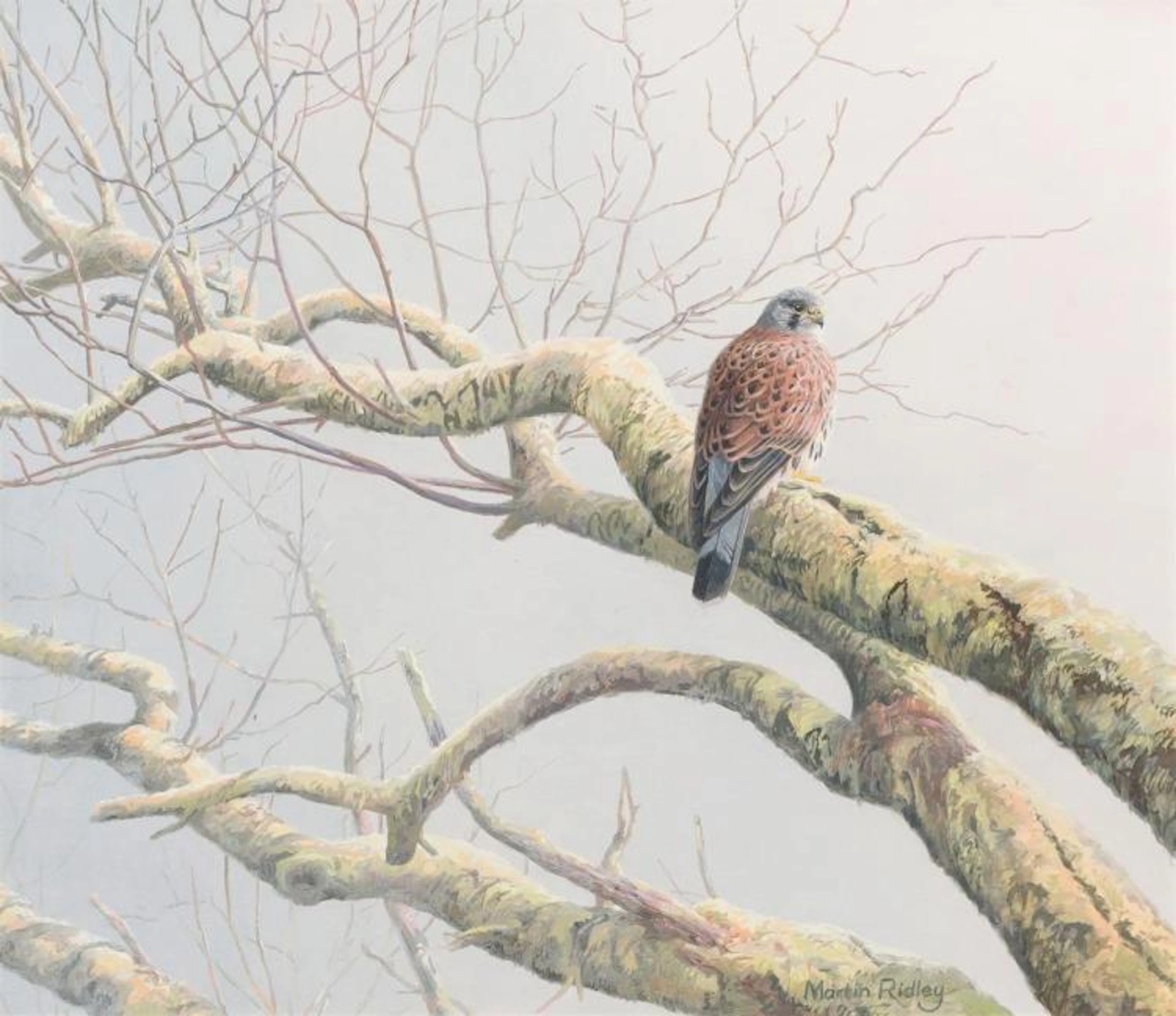 MARTIN RIDLEY