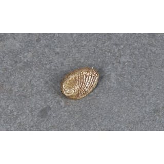 A 9ct gold ormer shell brooch by Nina Paint of Guernsey hallmarked