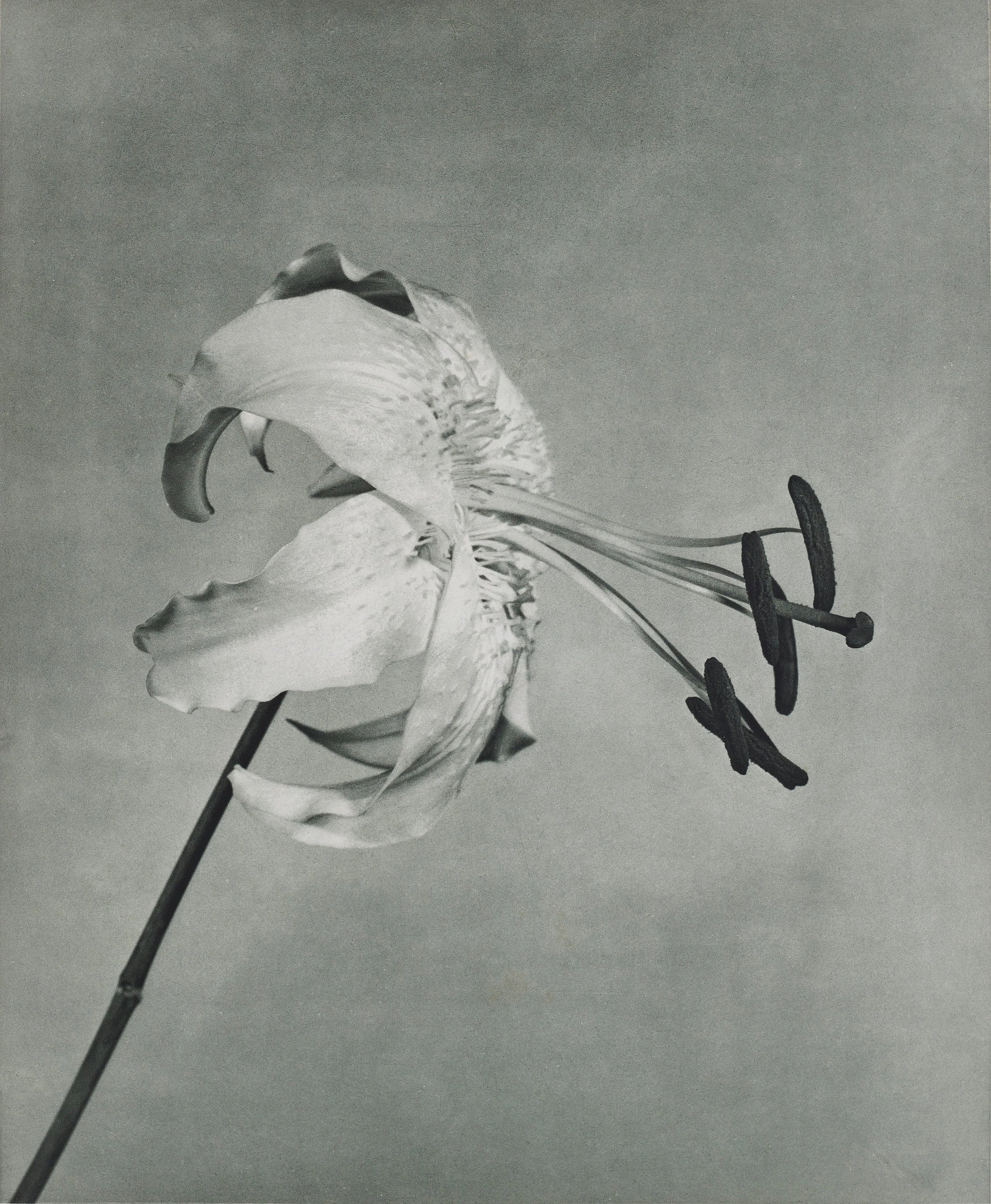 Robert Mapplethorpe