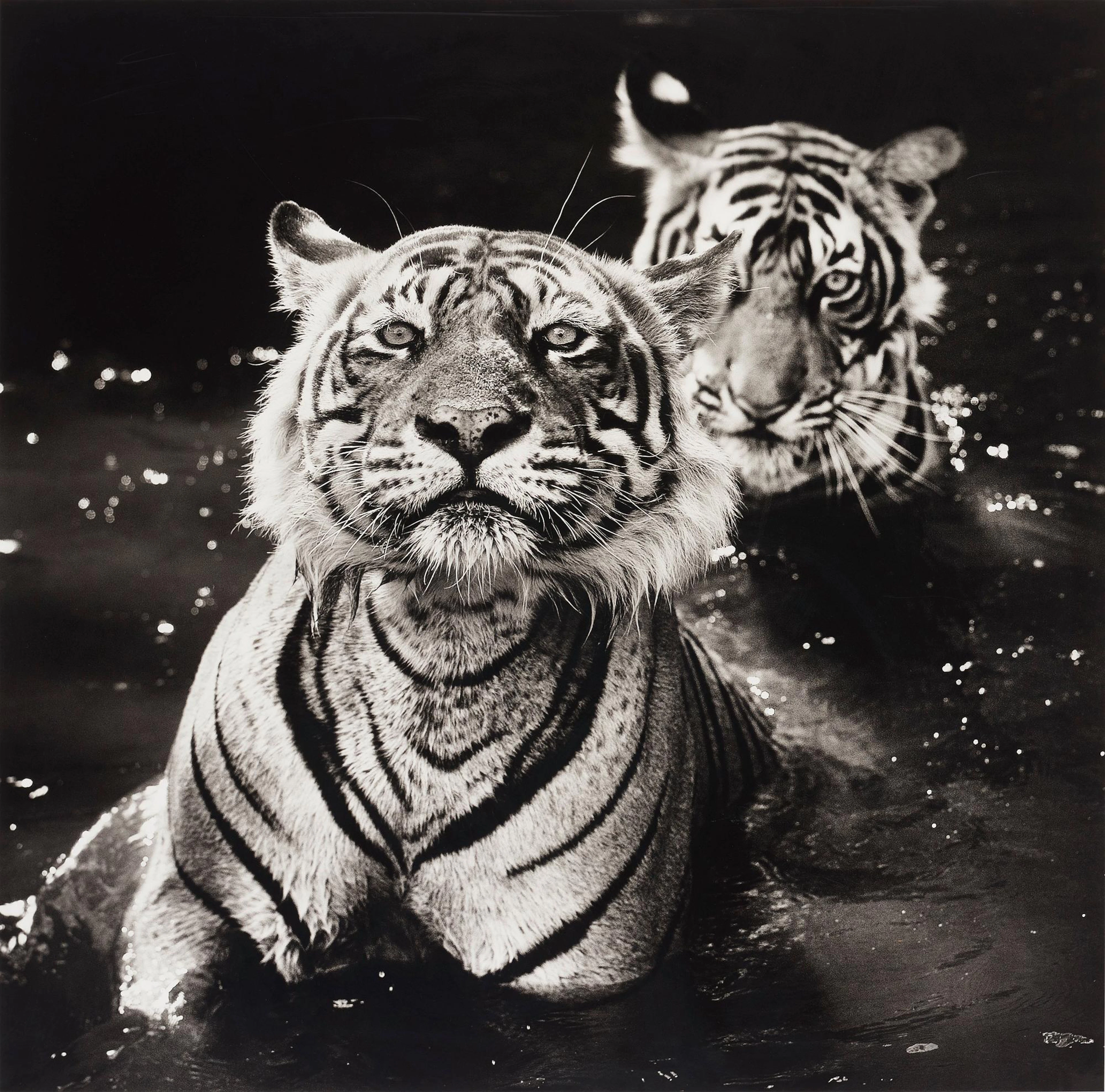 David Yarrow