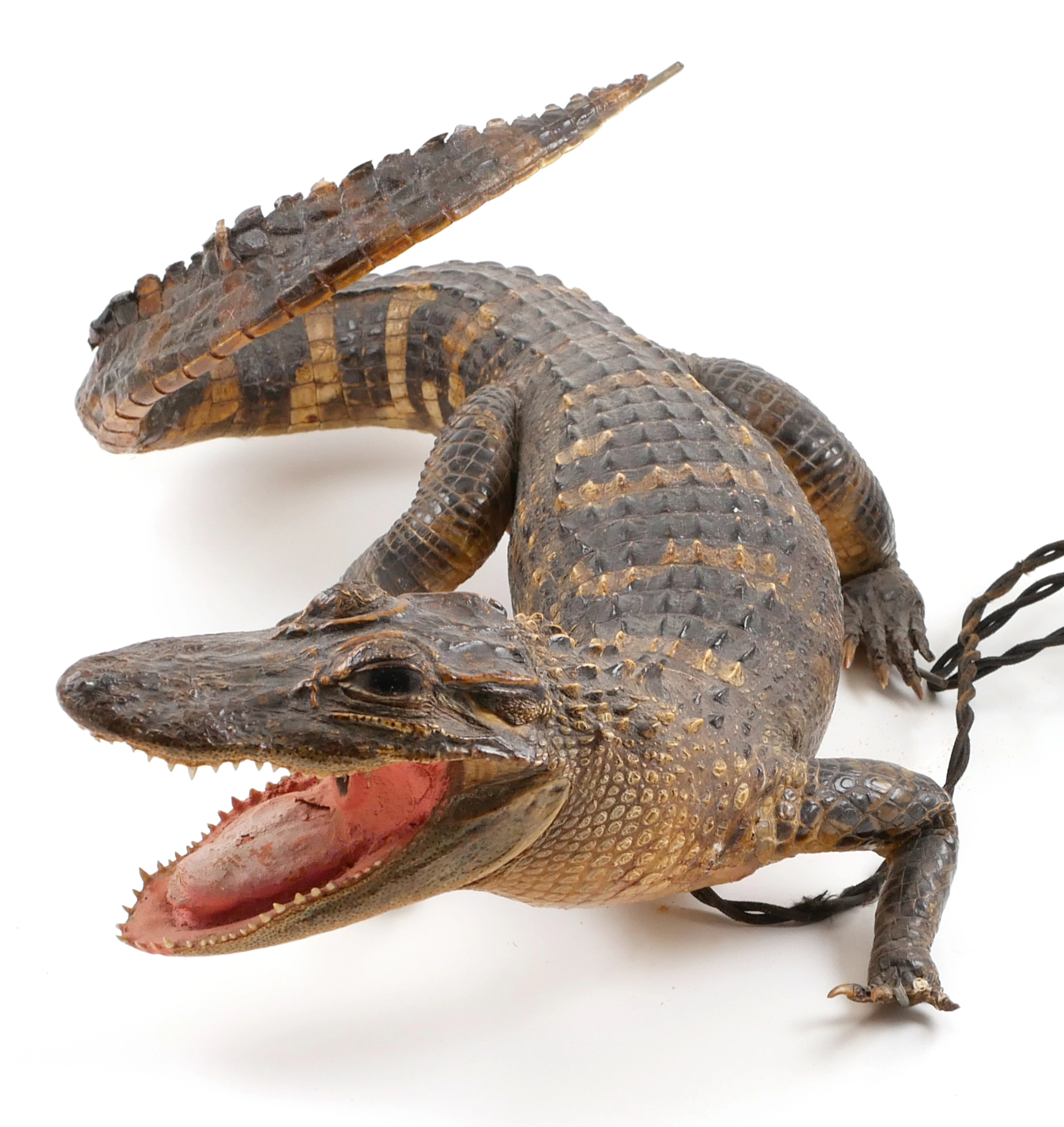 1930s Taxidermy ALLIGATOR Table Lamp
