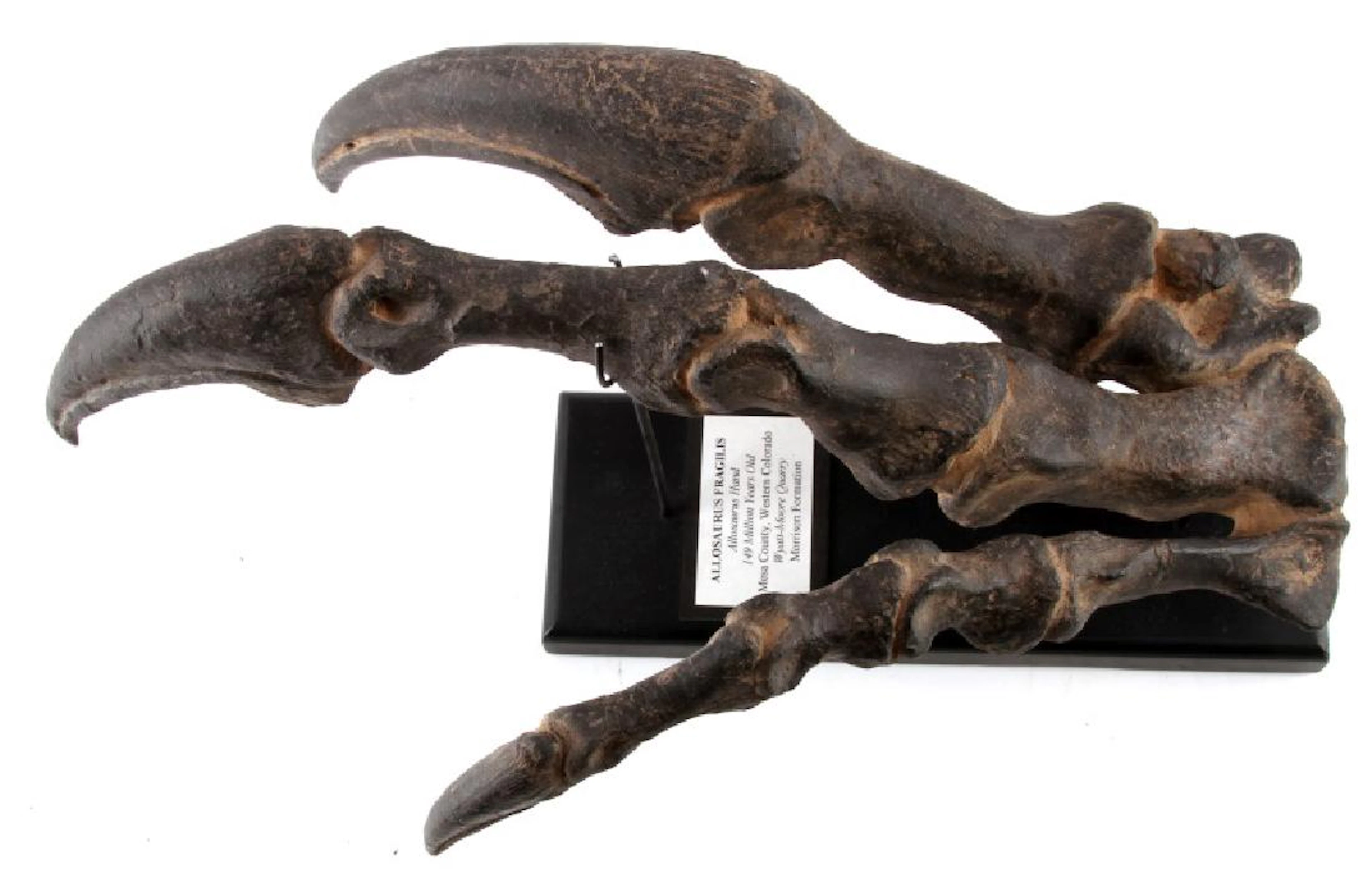 Allosaurus fragilis hand actual mold reproduction