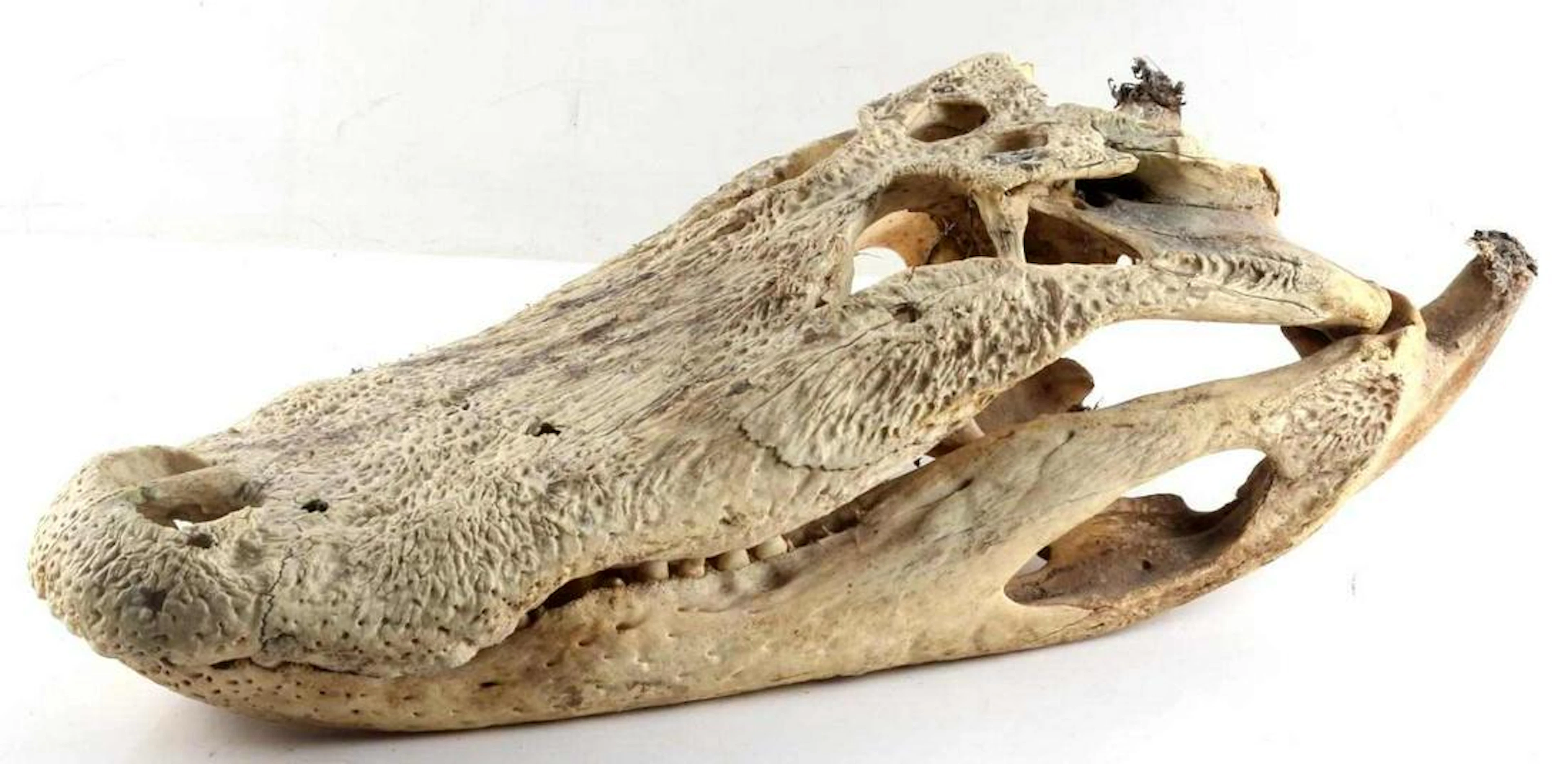 Alligator skull 23 inch long 12 inch wide