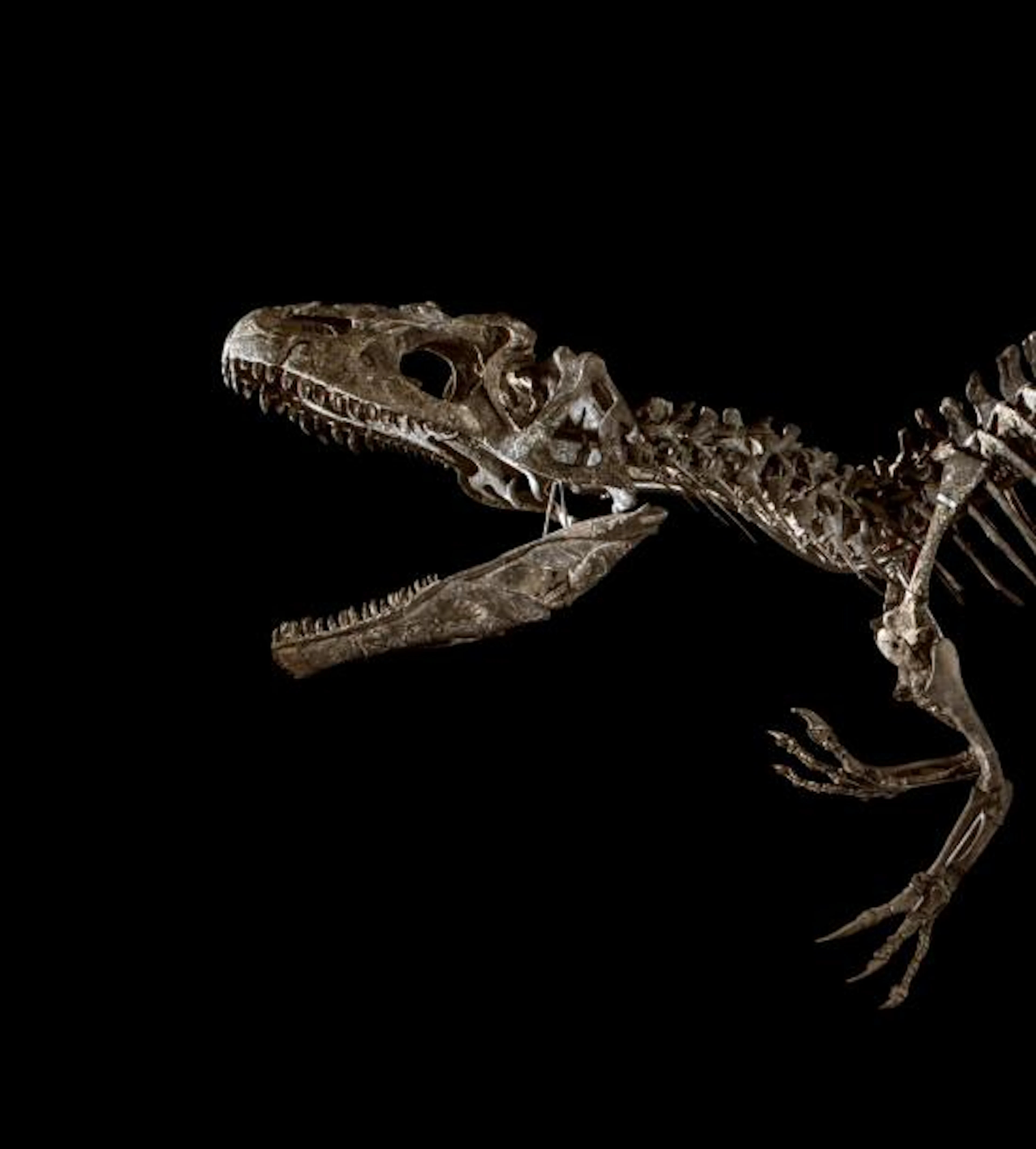 Squelette de Allosaurus jimmadseni Epoque:…
