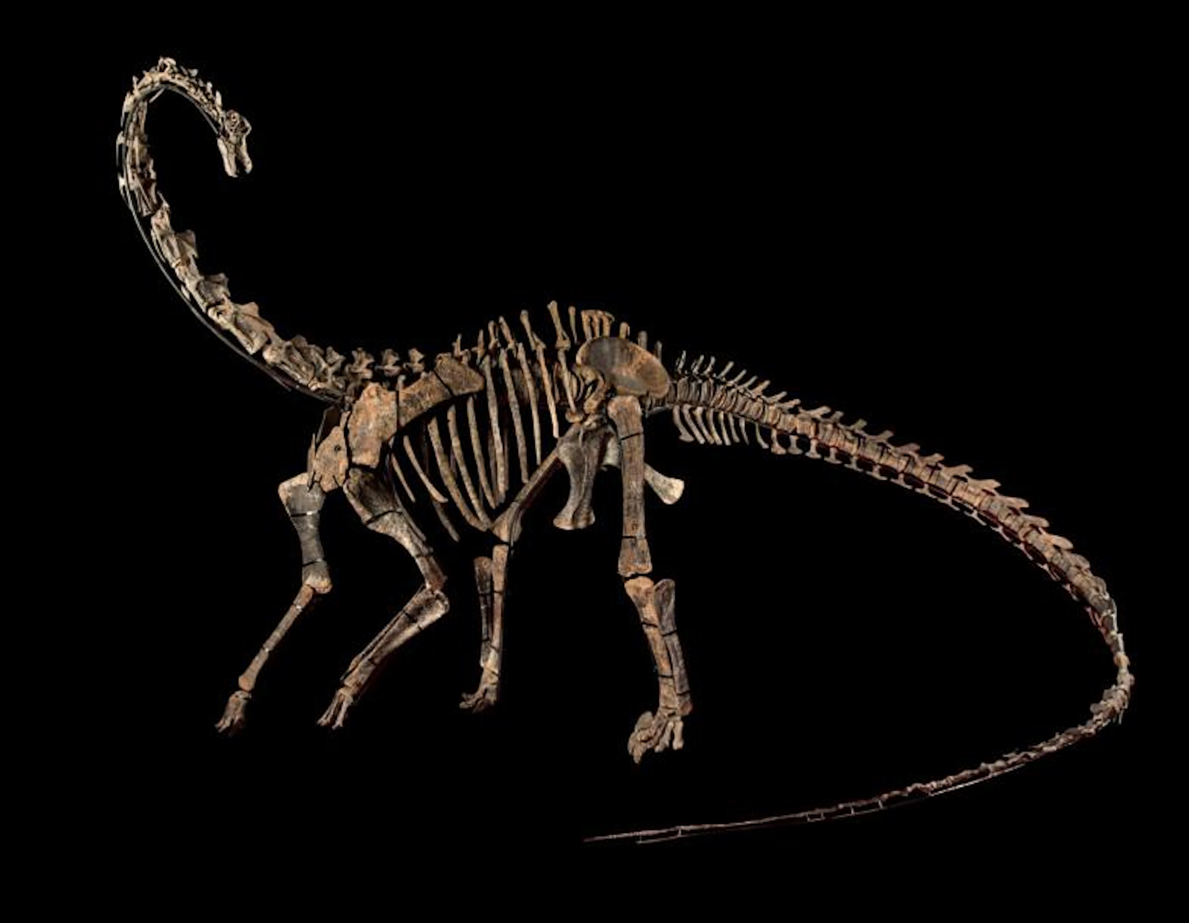 Kaatedokus Siberi: Diplodocus Epoque: Morrison-Formation,…