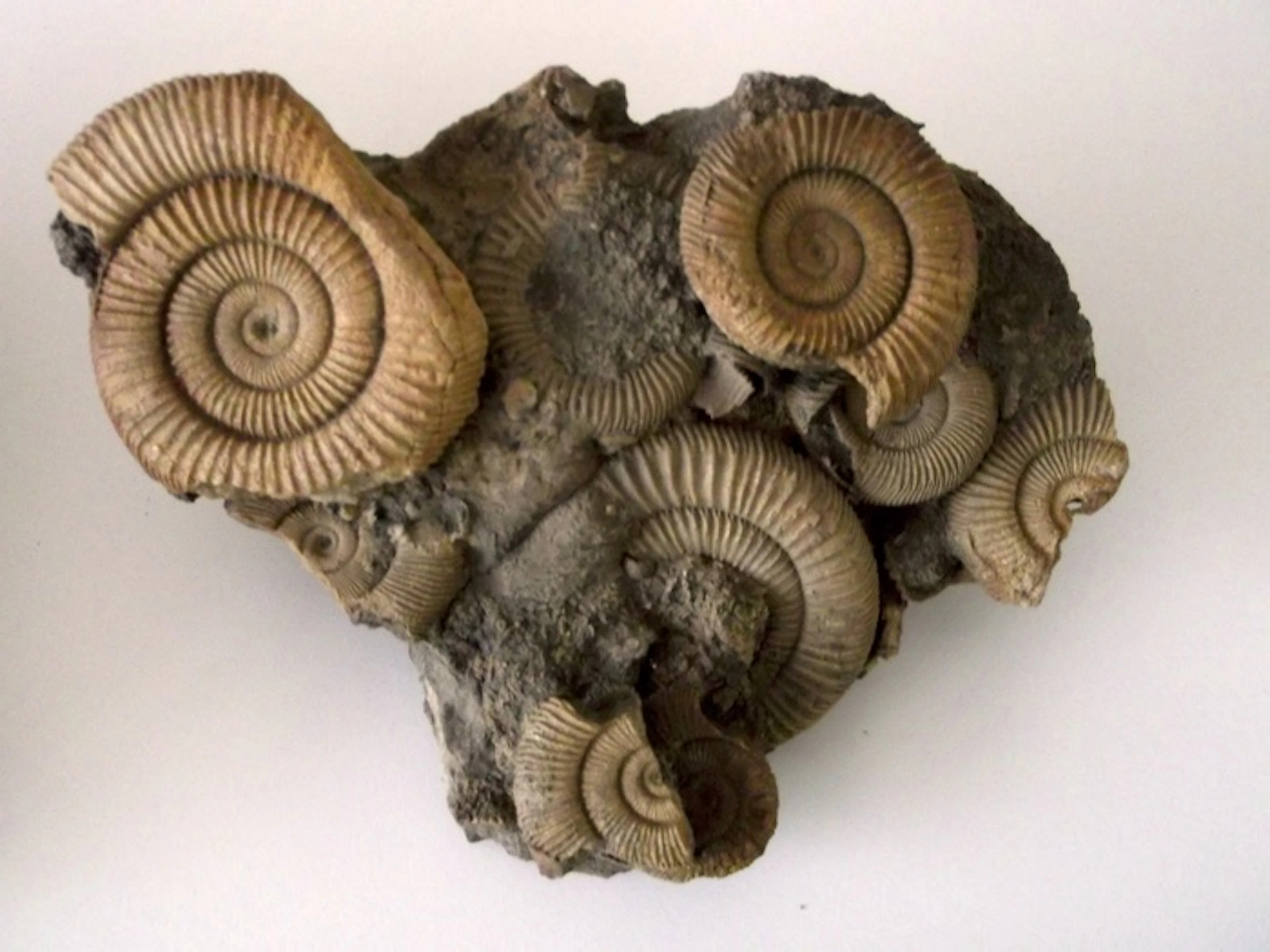 Ammonite slab - Dactyloceras athleticum - 150 mm