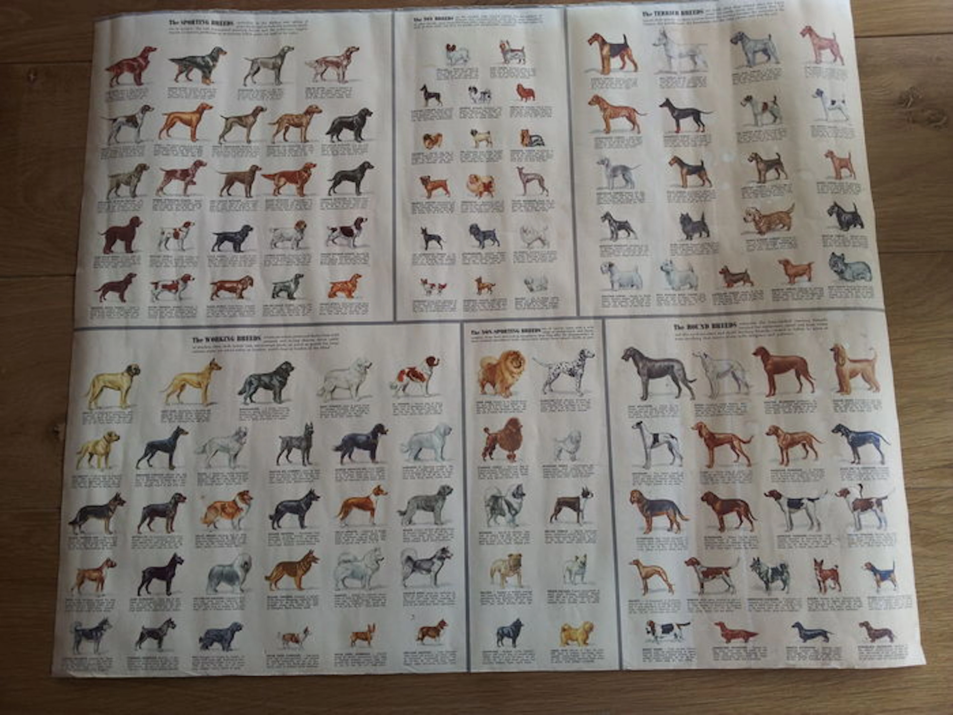 Dieren: Hondenrassen- ca.jaren 1930