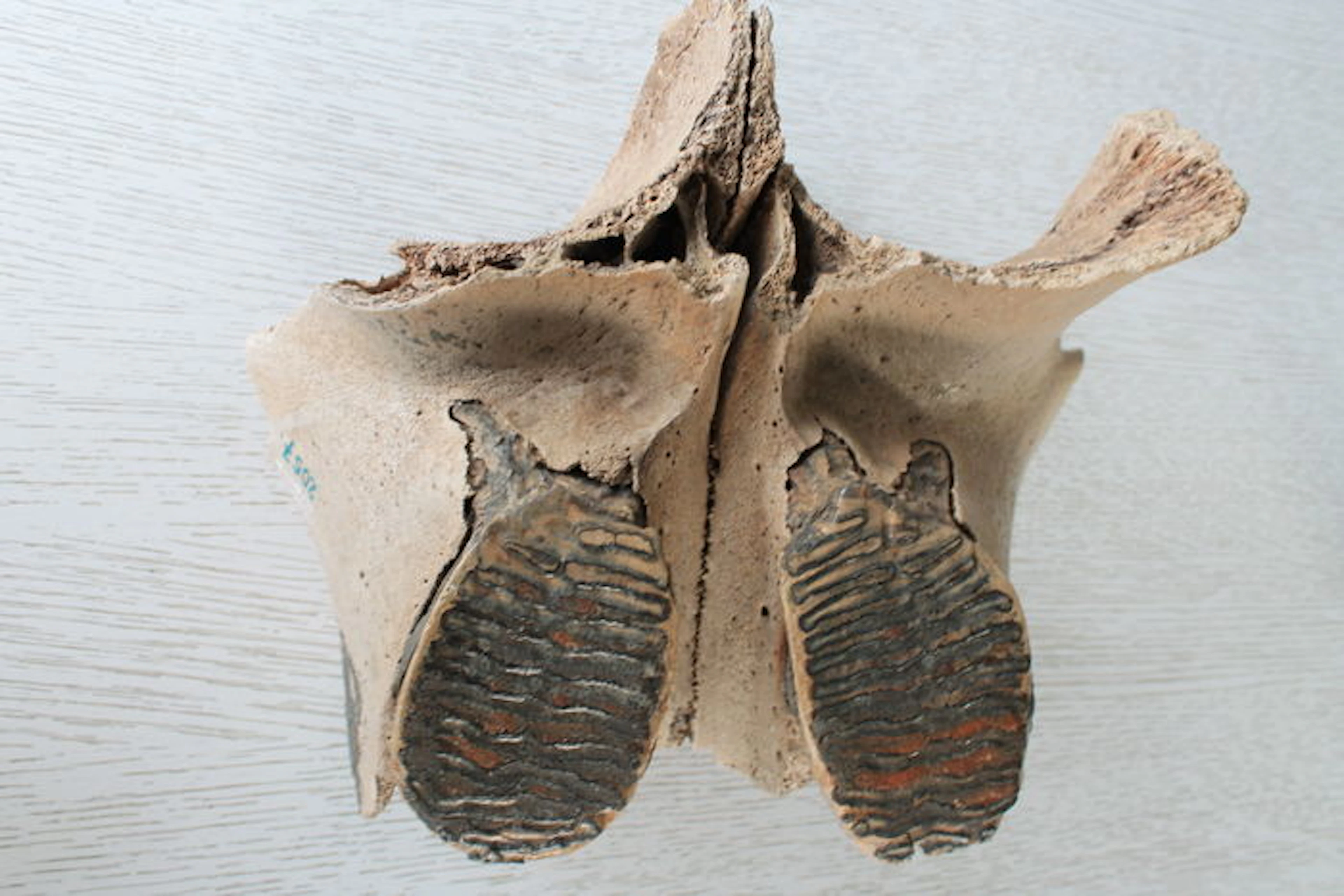 Upper jaw/ skull fragment - Mammuthus primigenius - 33 x 32 cm