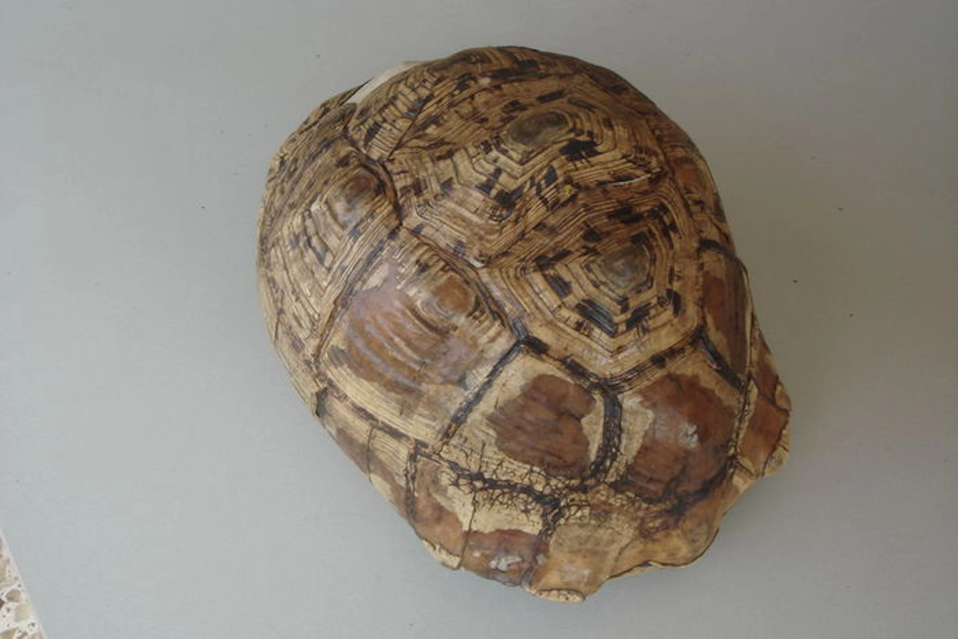 Shell of a Leopard Tortoise - Stigmochelys pardalis babcocki - 40 x 30 x 20cm high