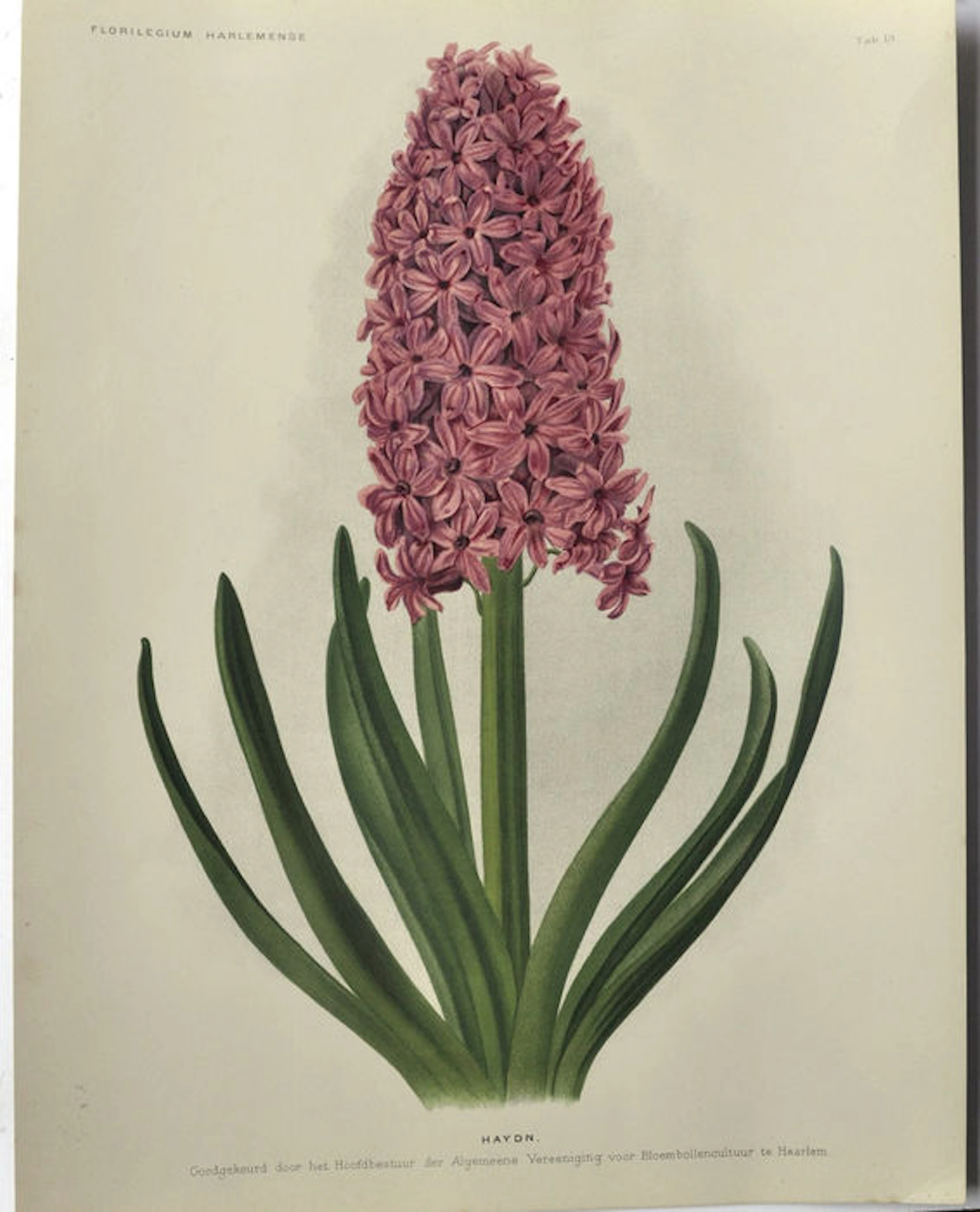 Kavel van 2 prachtige grote bloemen prenten uit de Florilegium Harlemense door Goossens 1901