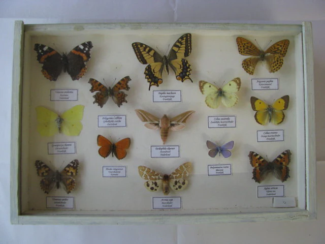 Naturalia met opgeprikte vlinders