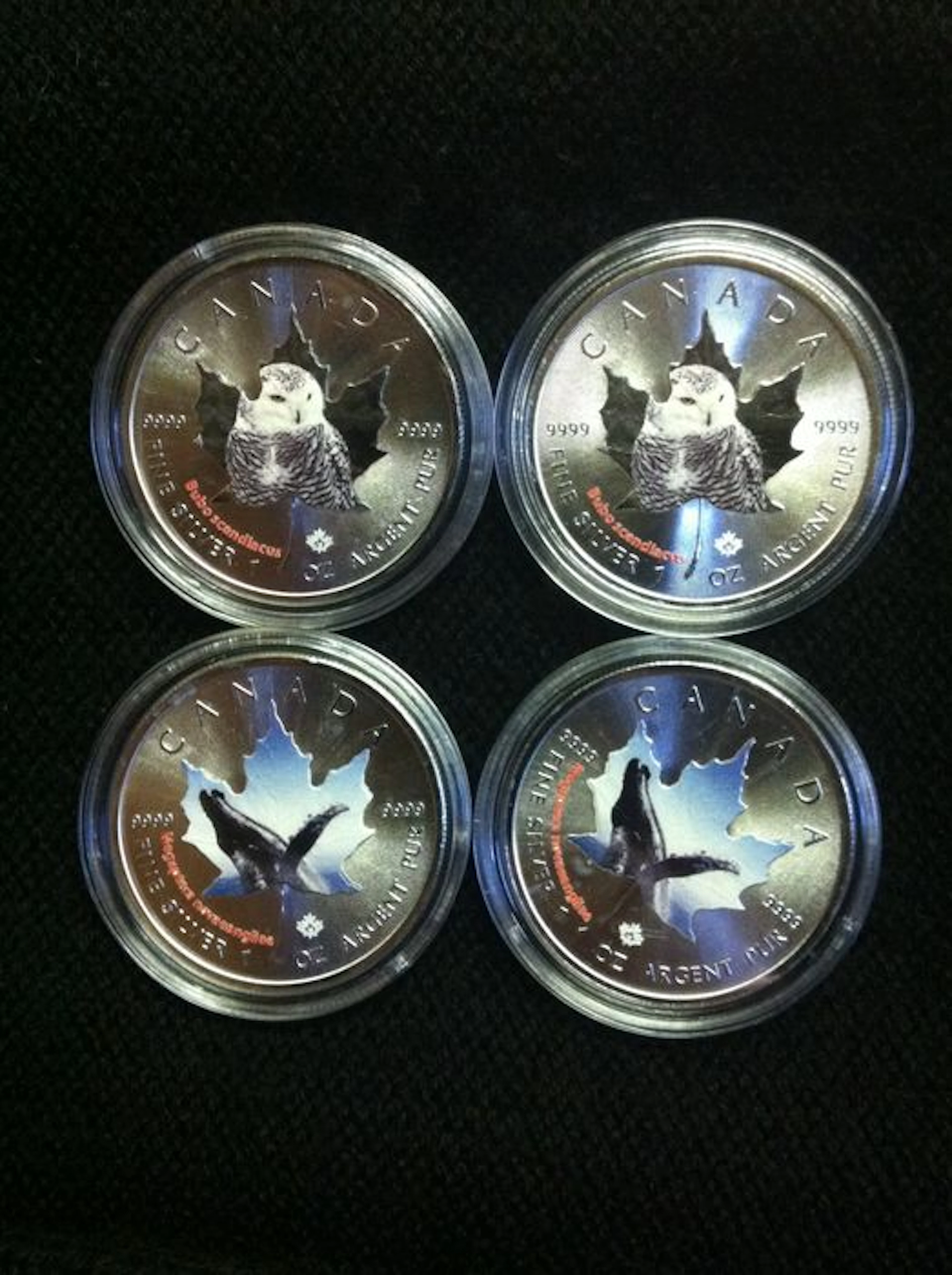 Canada - 4x 5 dollars 2015 Élisabeth II "Bubo scandiacus" and "Megaptera nova eangliae" - silver