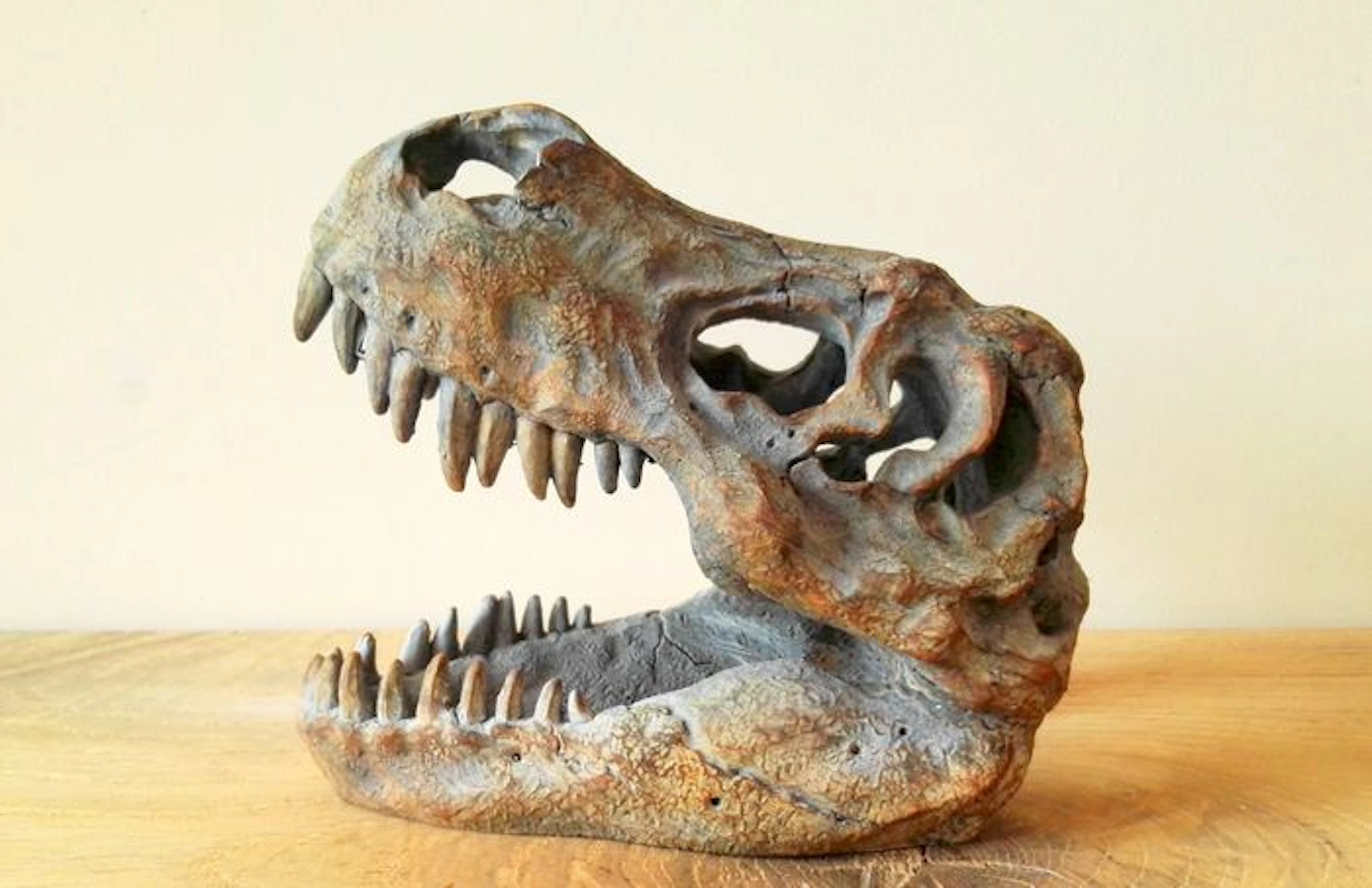 Model of a dinosaur skull - T-rex