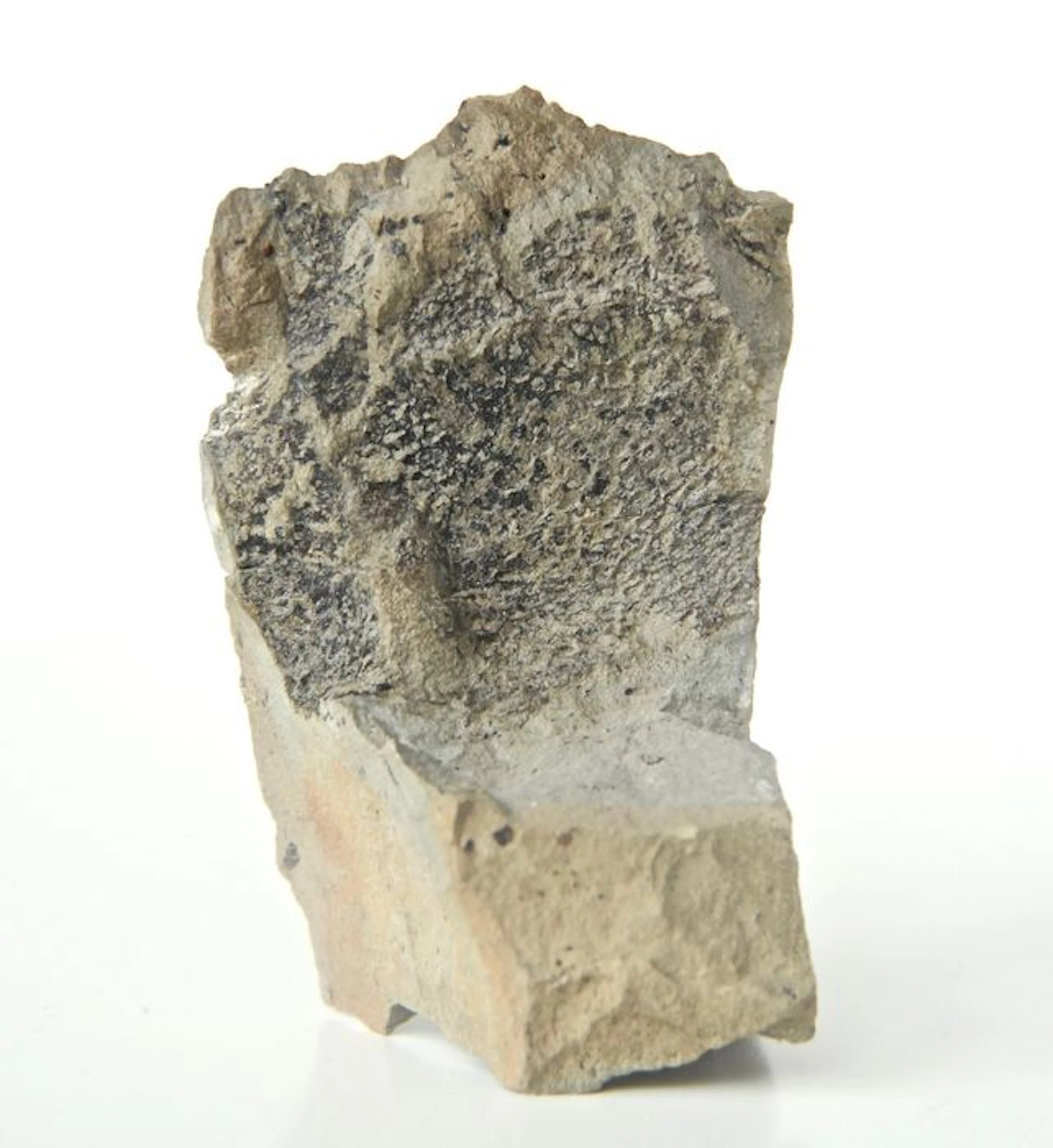 Fossil skin of Diplodocus - Diplodocus longus - 85 x 45 mm