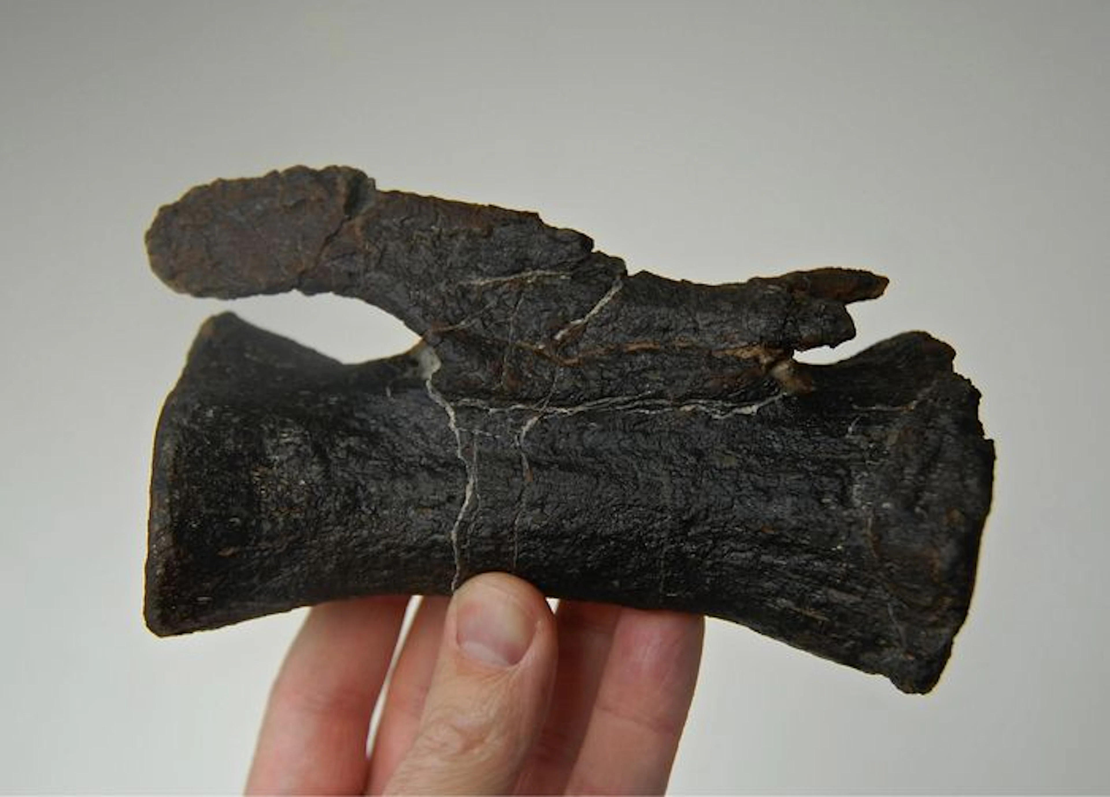 Dinosaur vertebra - Camarasaurus grandis - 165 mm