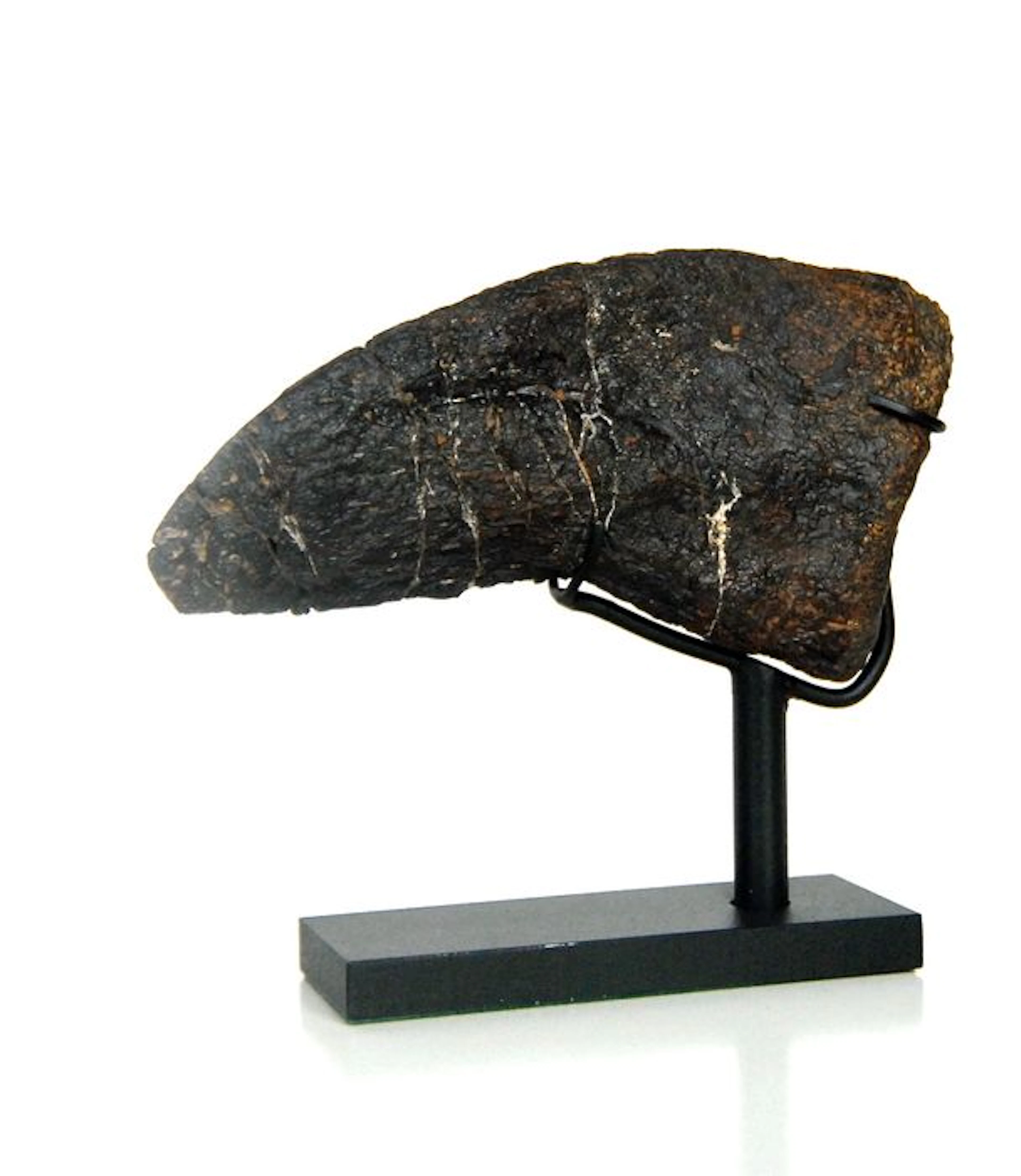 Camarasaurus grandis claw - 135 mm (following curve) - 120 mm